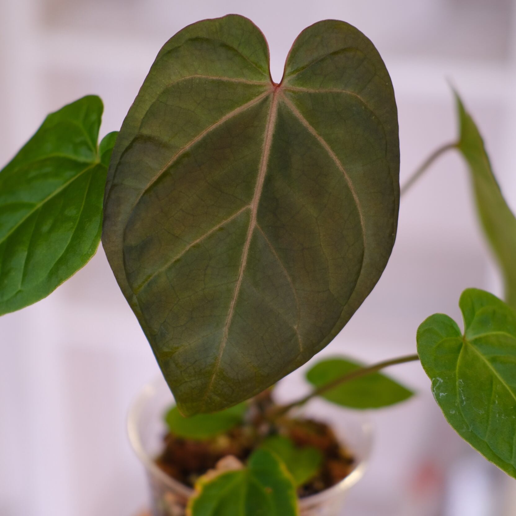 A003 激レア種！！こちらが本物のアンスリウム ミナハサ 現地球 A003 激レア種！！こちらが本物のアンスリウム ミナハサ 現地球 15,000