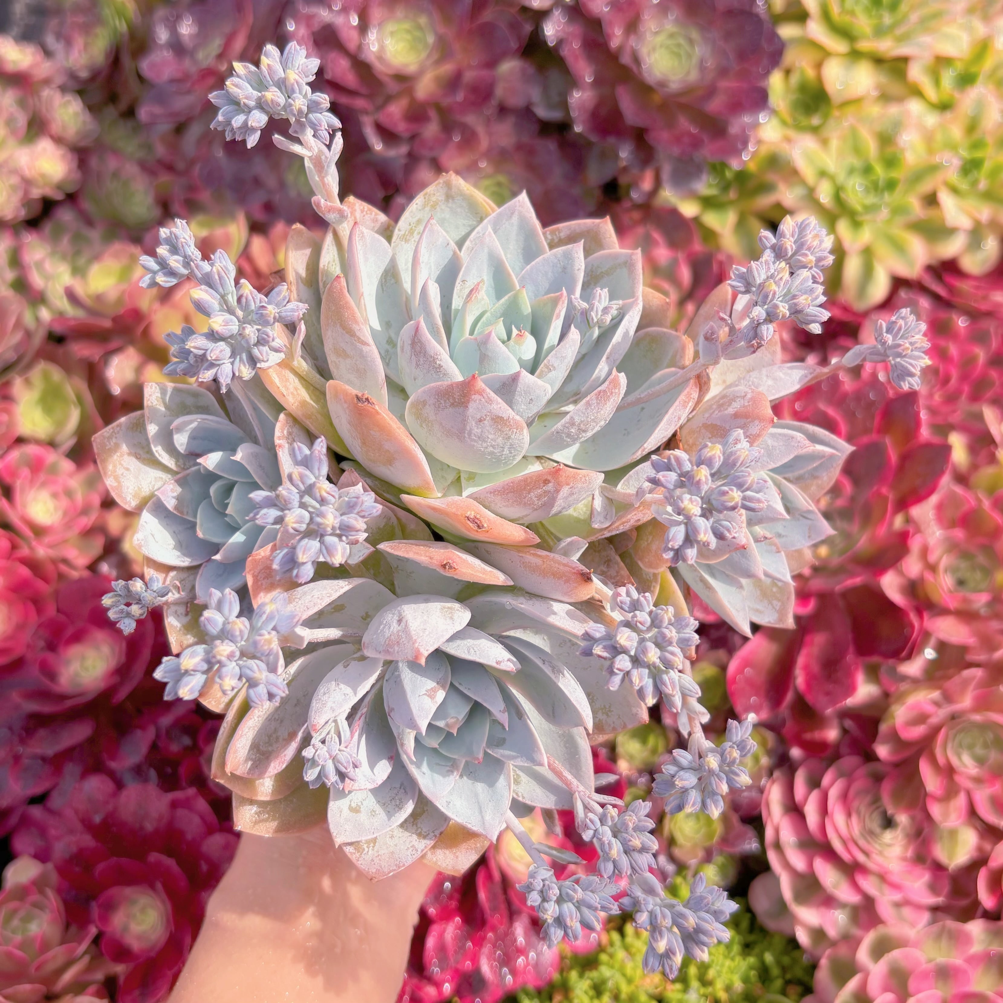 現品　Sedum suaveolens#M188　大群生　新入荷　るる農園
