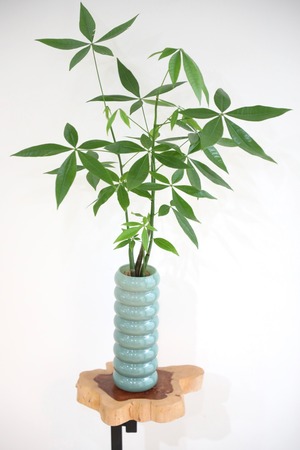 【M】パキラ/Pachira ※【土不使用】フラワーベース付き