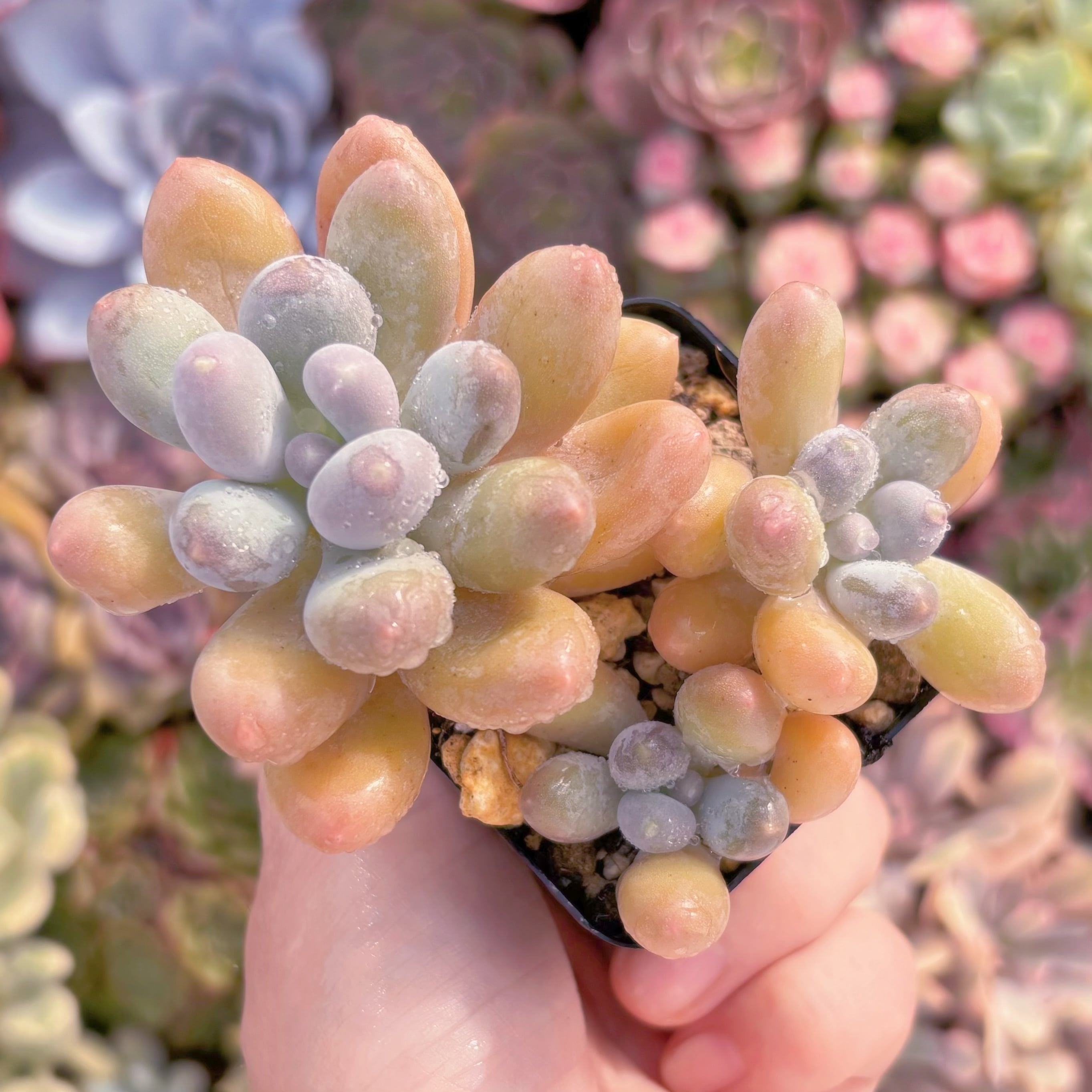 現品　湯園チーズ#F075　群生　るる農園