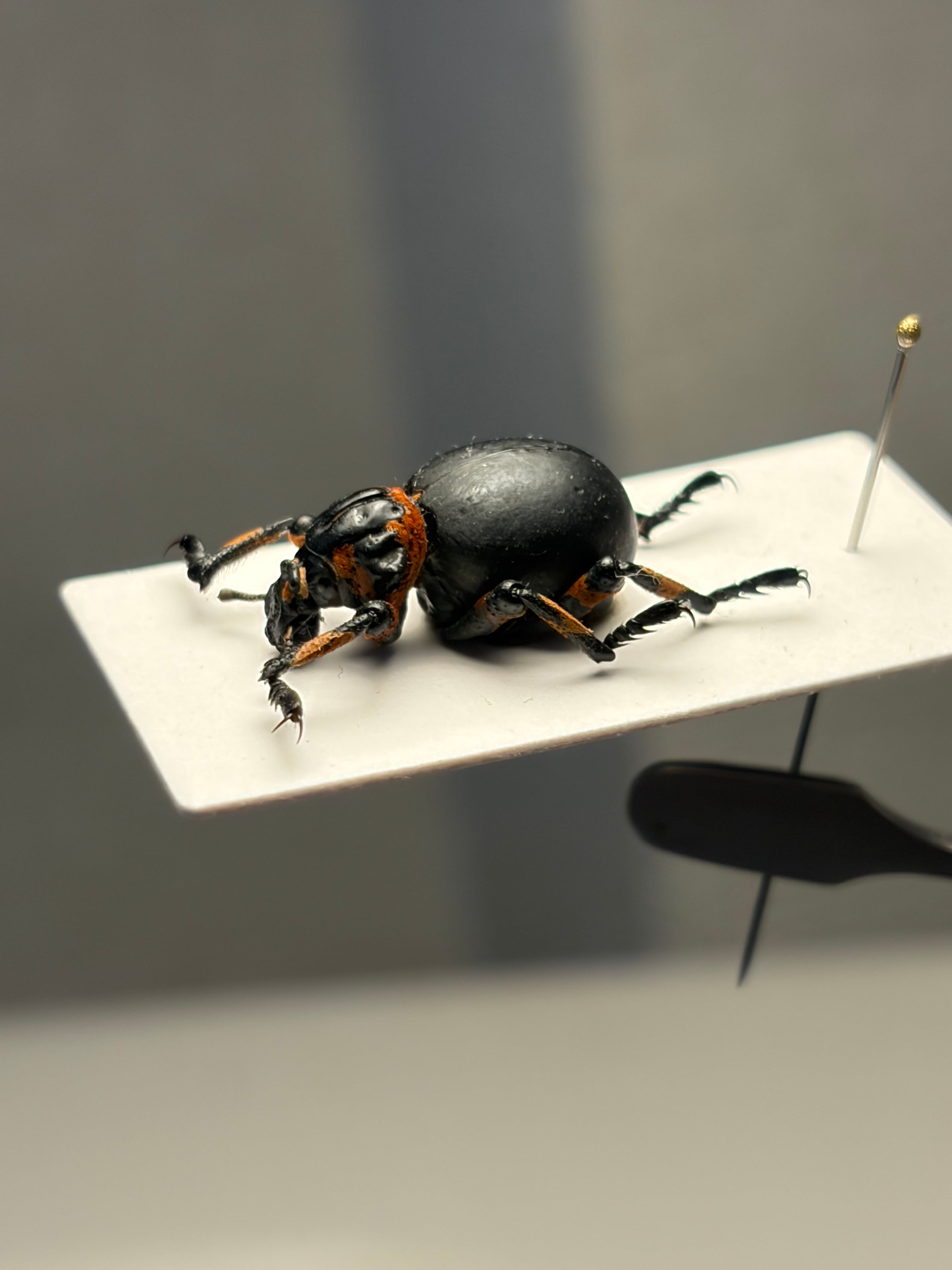未展足】Scarabaeus catenatus 標本ハネナシタマオシコガネ 糞虫