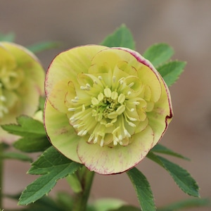 WS26-069 クリスマスローズ ウィンターシンフォニー イエローグリーンピコティセミダブル