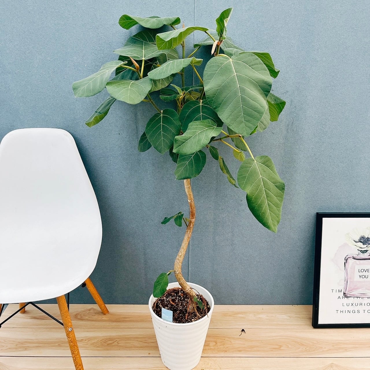 現品］【珍しい】96番 ブコニア レクルバータ バリエガータ 7号 観葉