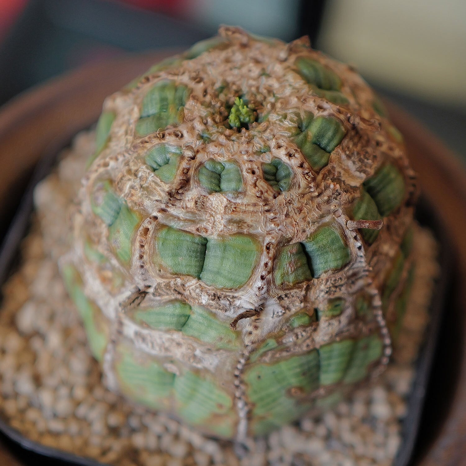 メス株【厳選株】大株 超捻じれ モンスト オベサ / ユーフォルビア