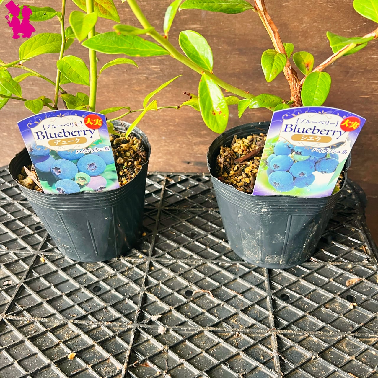 ブルーベリー大苗木 2本セット ブルーベリー苗 チャンドラー