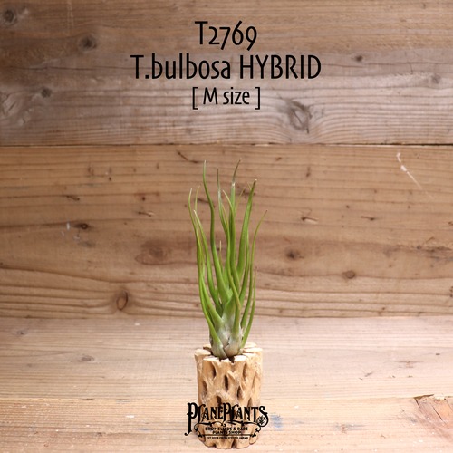 【送料無料】bulbosa HYBRID M〔エアプランツ〕現品発送T2769