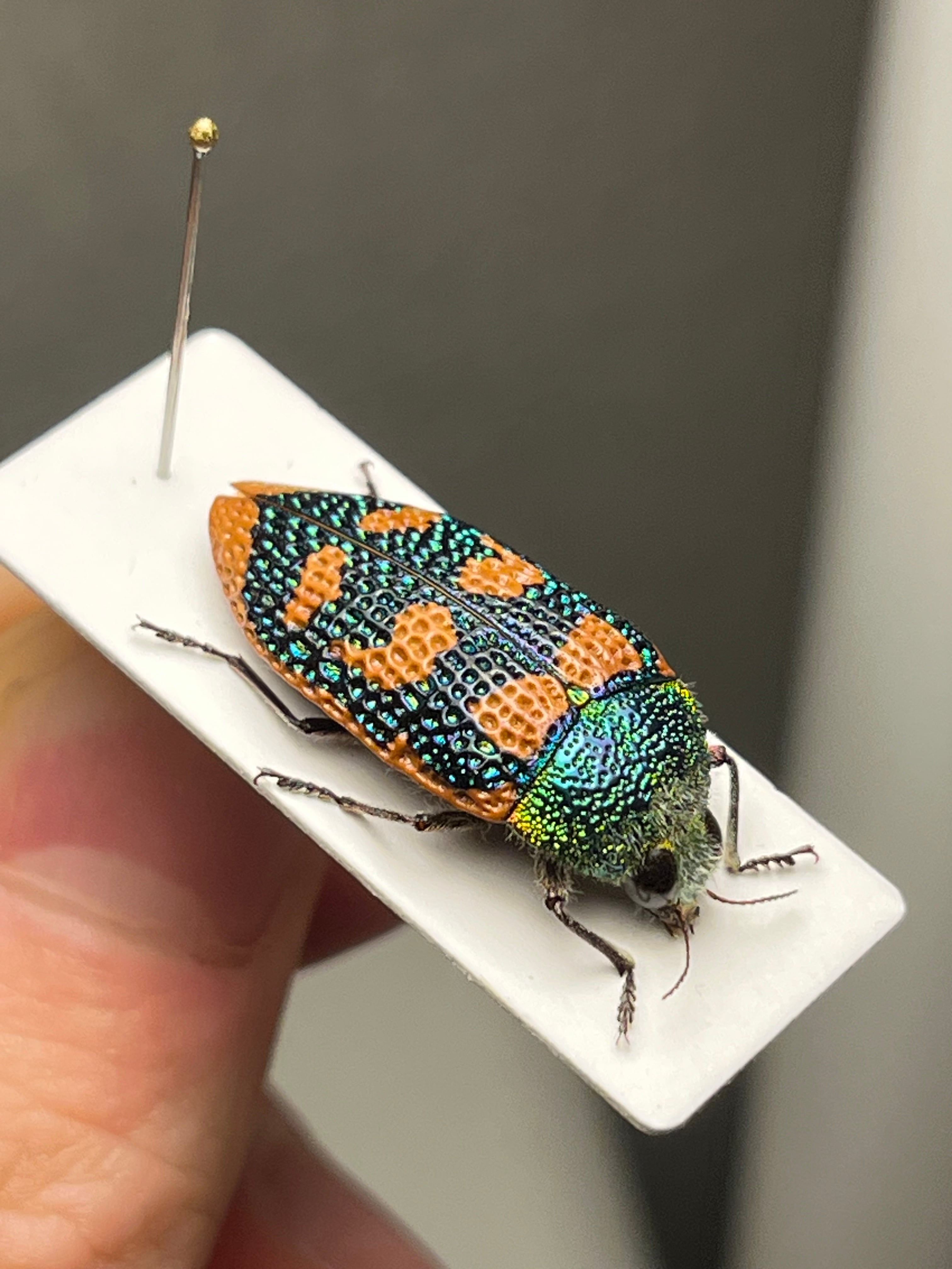 緑　スハンダエオウサマムカシタマムシ　Calodema suhandae 標本 スハンダムカシタマムシ標本 - メルカリ