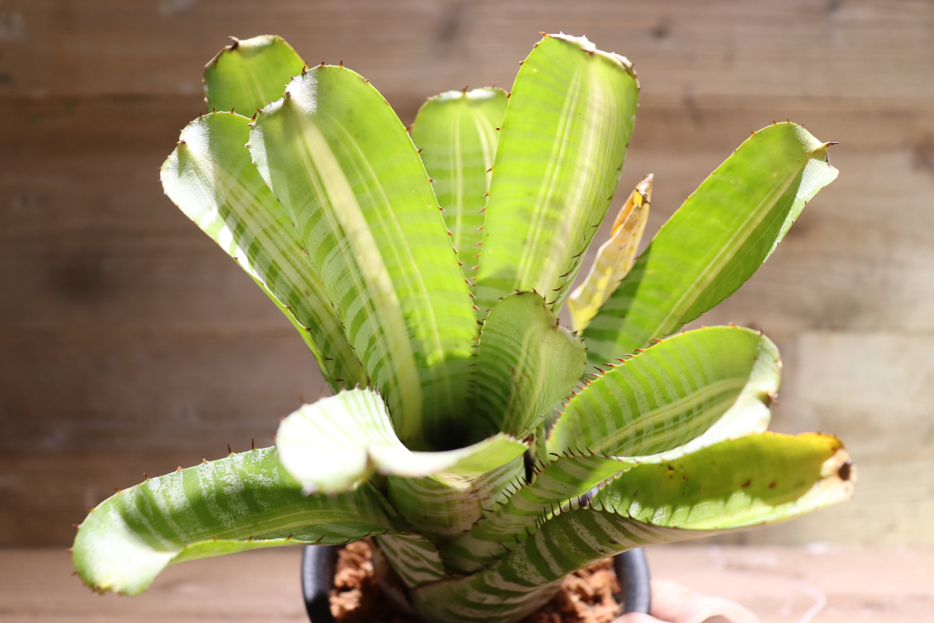 送料無料】Aechmea chantinii 'Vista'〔エクメア〕現品発送A0044