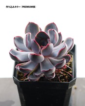 一部発根済カット苗 ダークアイス M Echeveria 'Dark Ice'
