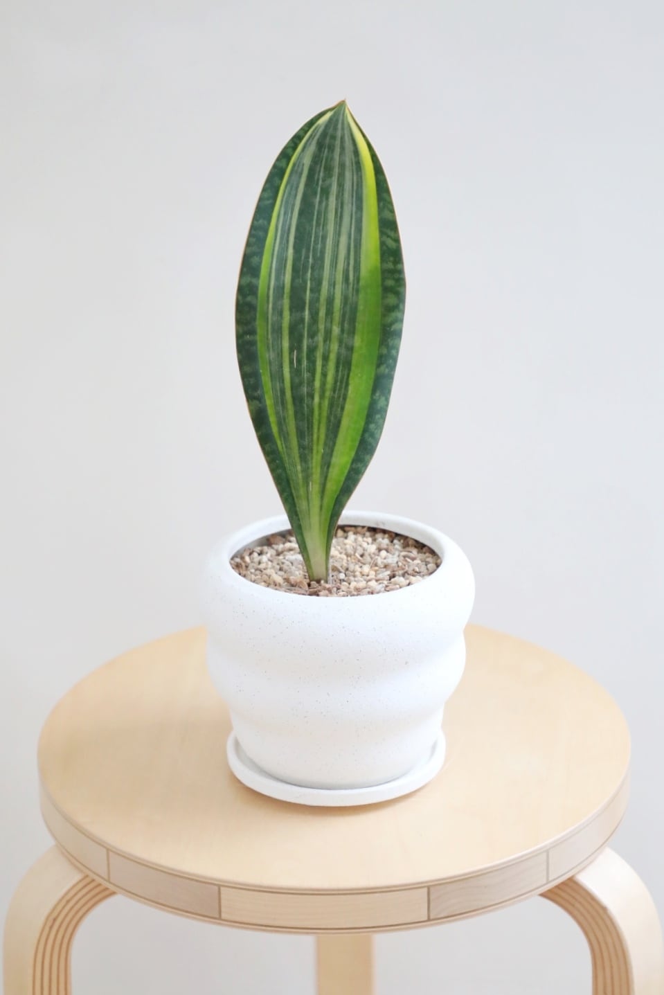 M】サンスベリア マッソニアーナ バリエガータ/Sansevieria Masoniana