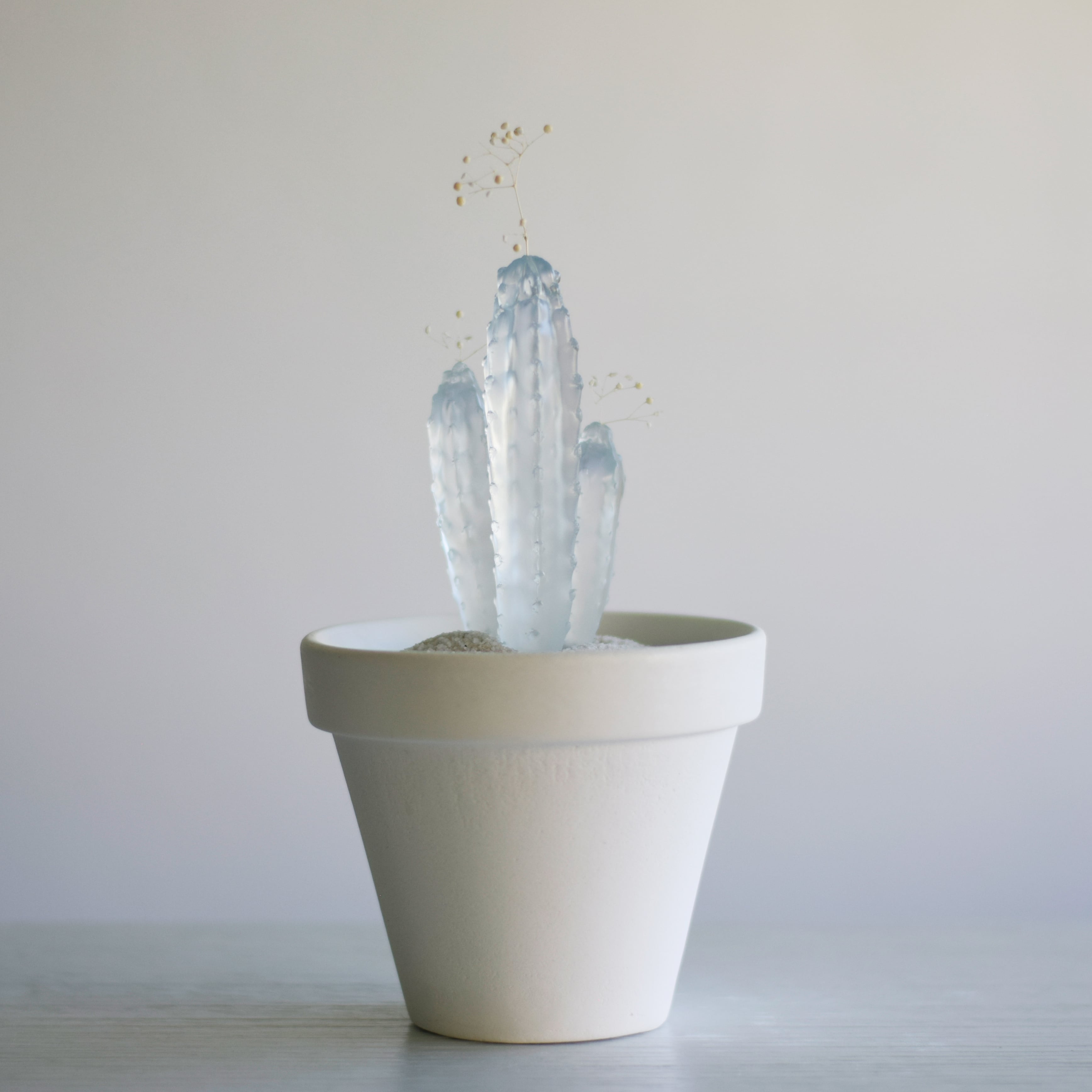 water cactus (飛鳥閣) | echidna