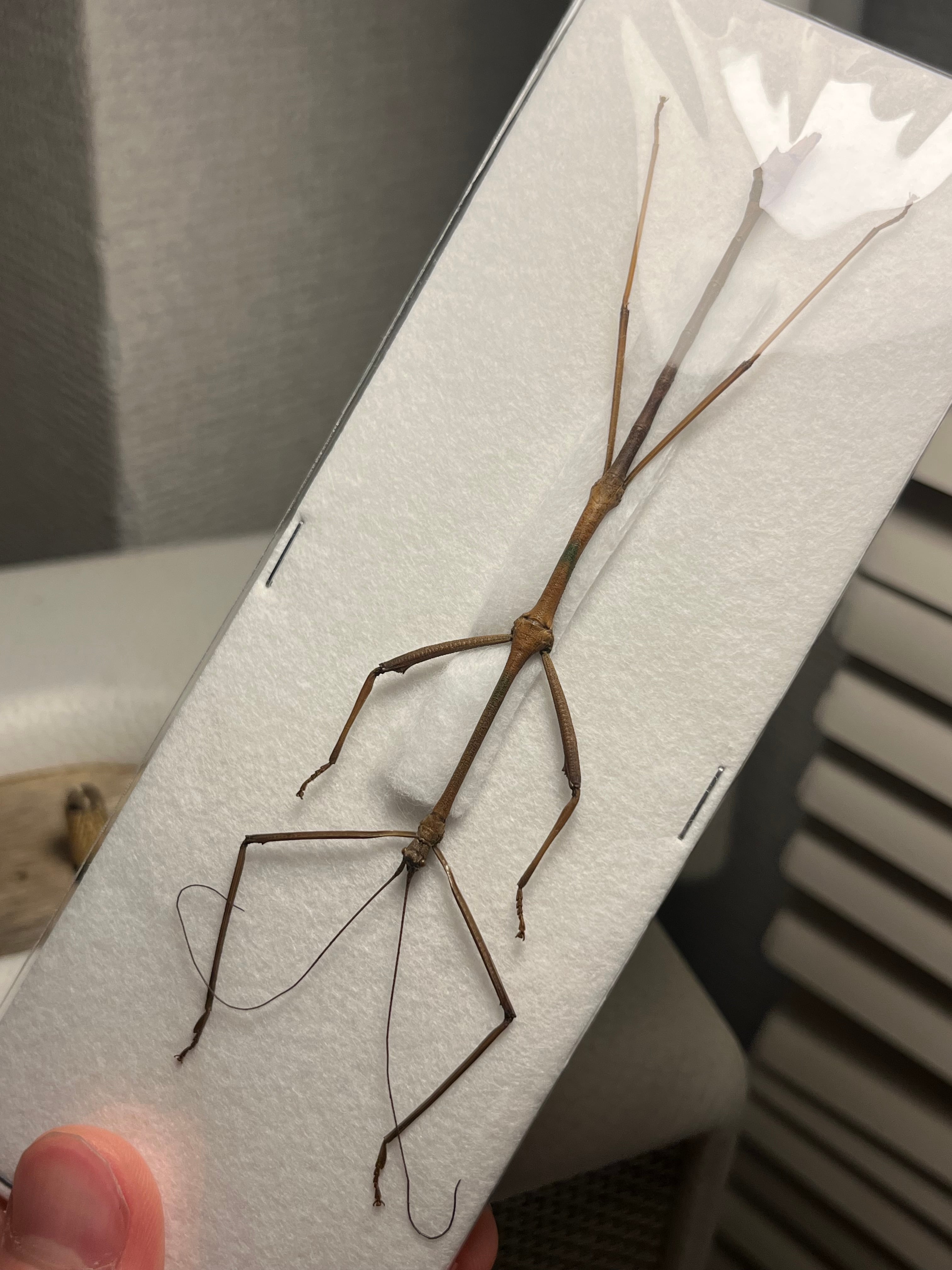ナナフシの一種 バッタ 標本 直翅類 カマキリマンティス コロギス