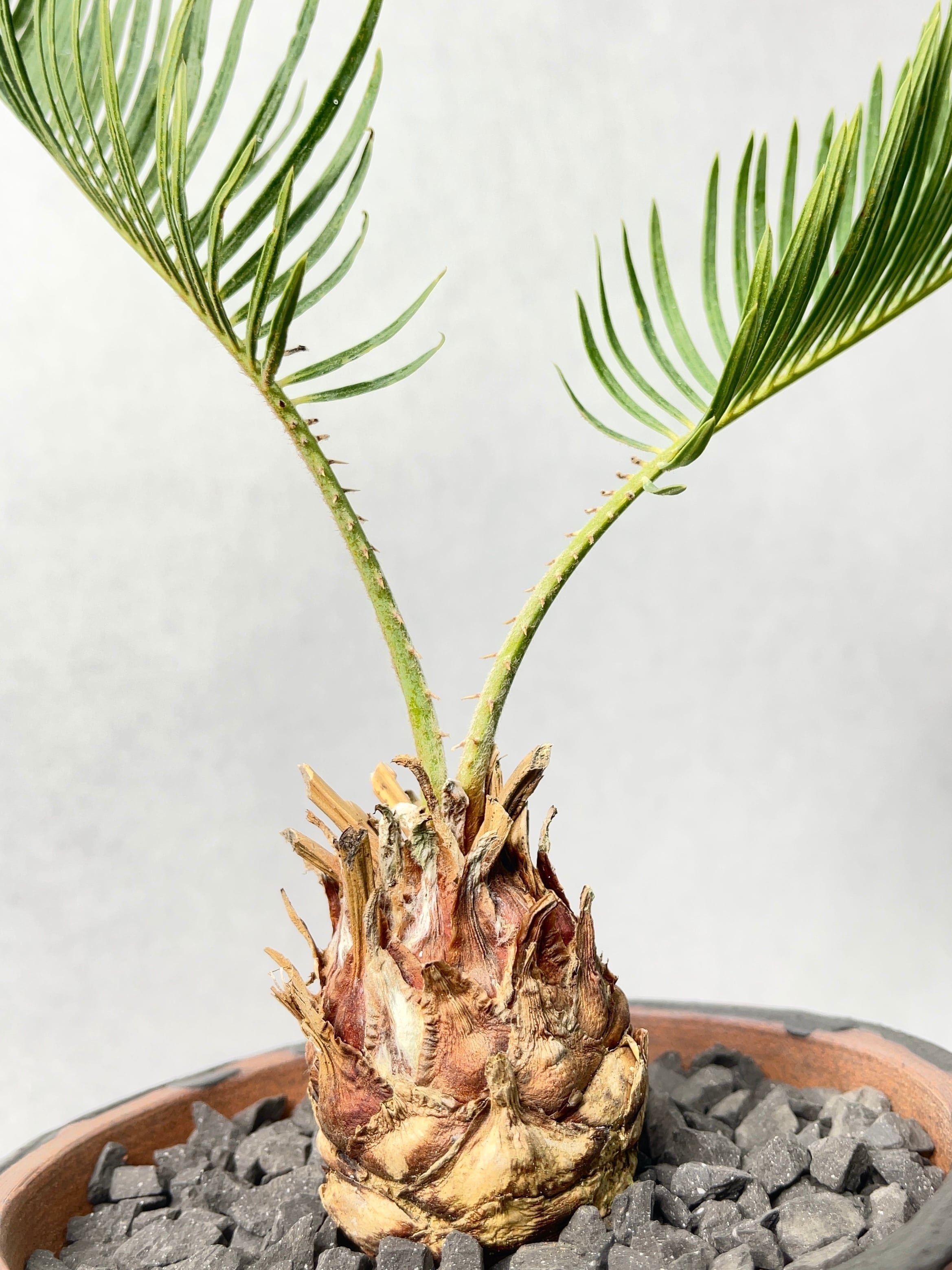 サイカス・カイルンシアナ | trigger