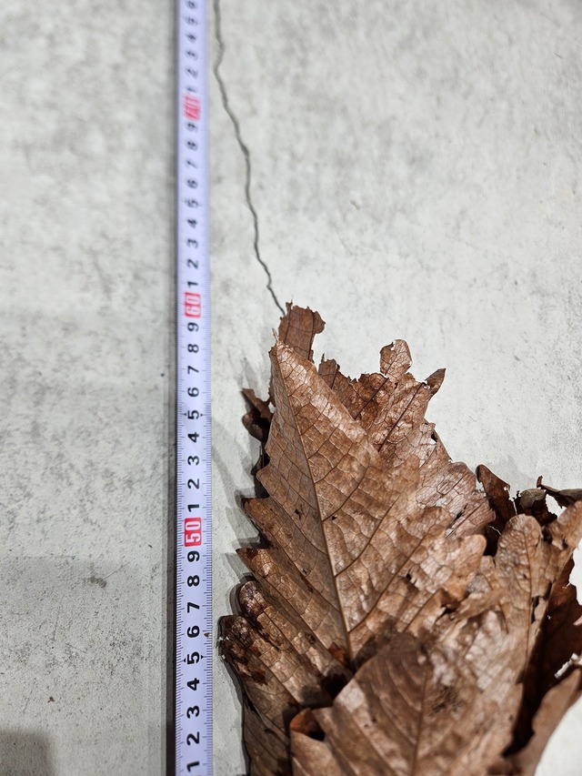 Drynaria quercifolia 【artPLANTs/PLANTS GARAGE】ドリナリア クエルシフォリア