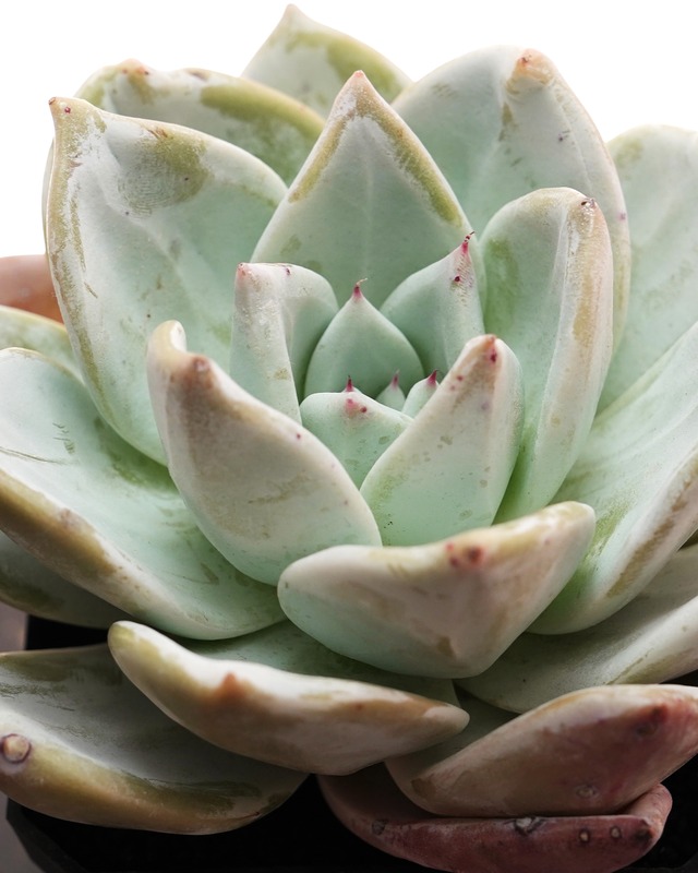 カット苗 メキシカンジャイアント 巨大株 Echeveria colorata 'Mexican Giant'