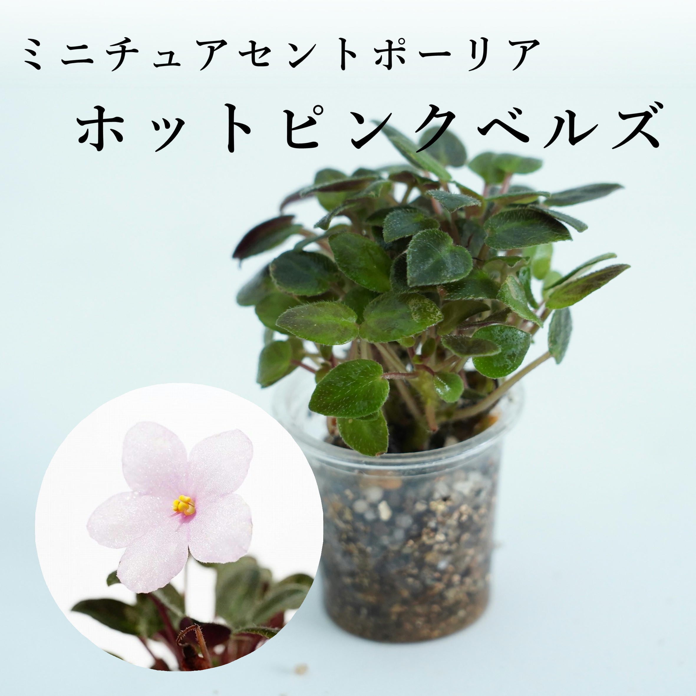 【ミニチュアセントポーリア】ホットピンクベルズ ◆テラリウム素材