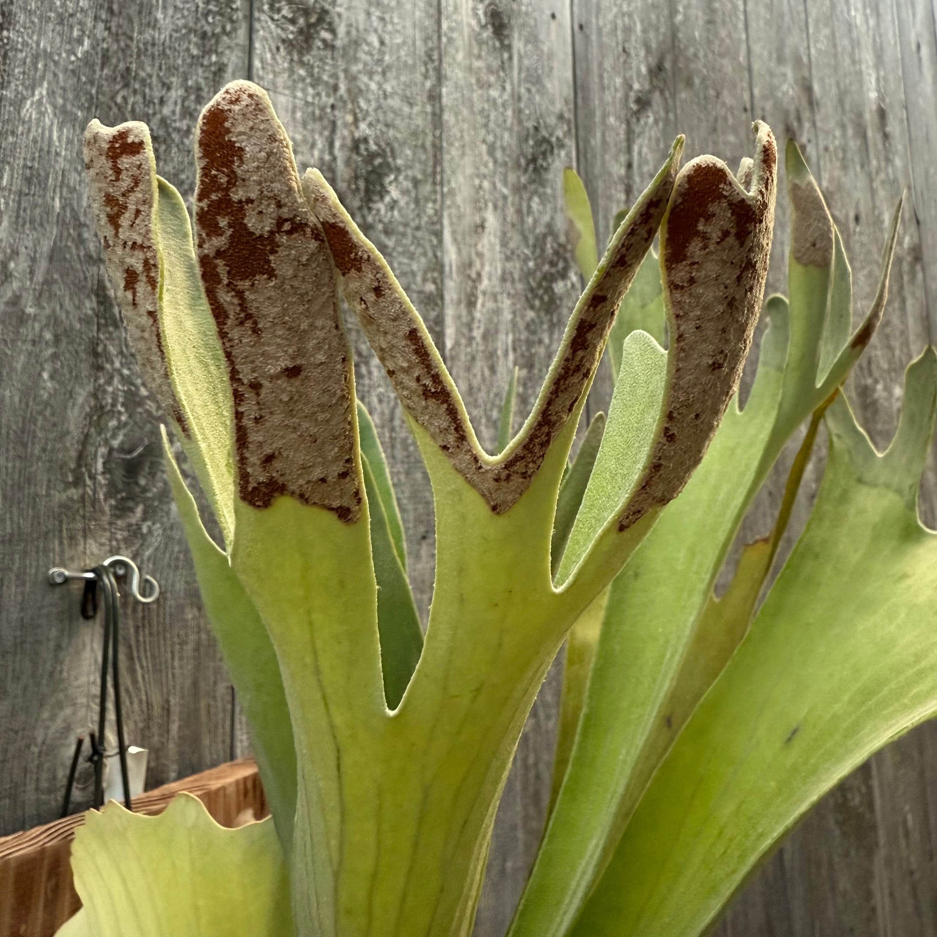 P. Yamata no Orochi (pup) | naturefix