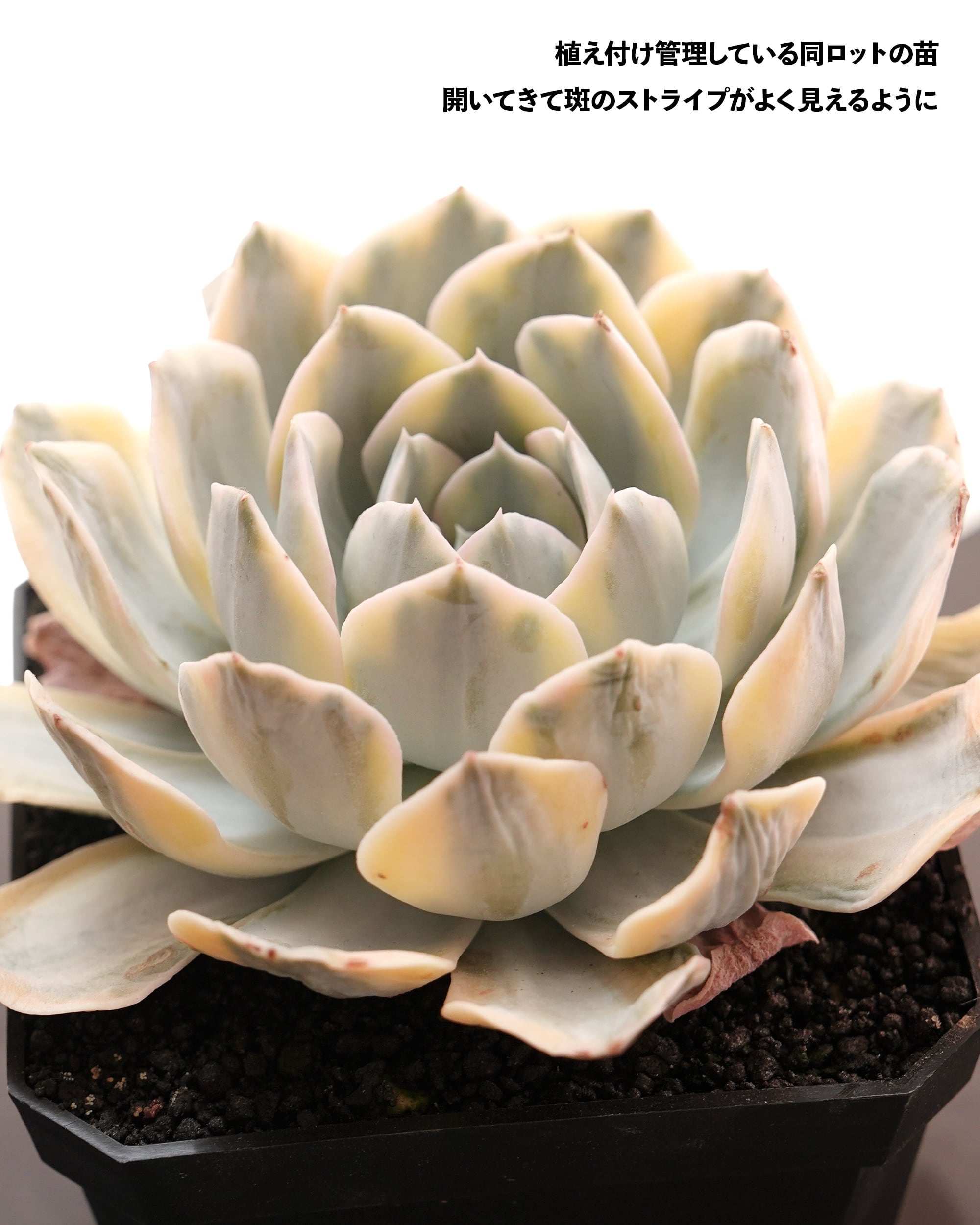 抜き苗 アエオニウム 魅金ローズ錦 Aeonium 'Charm Golden Rose