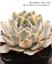 カット苗 マケベニア錦 大株 Echeveria 'Macabeana Variegated'
