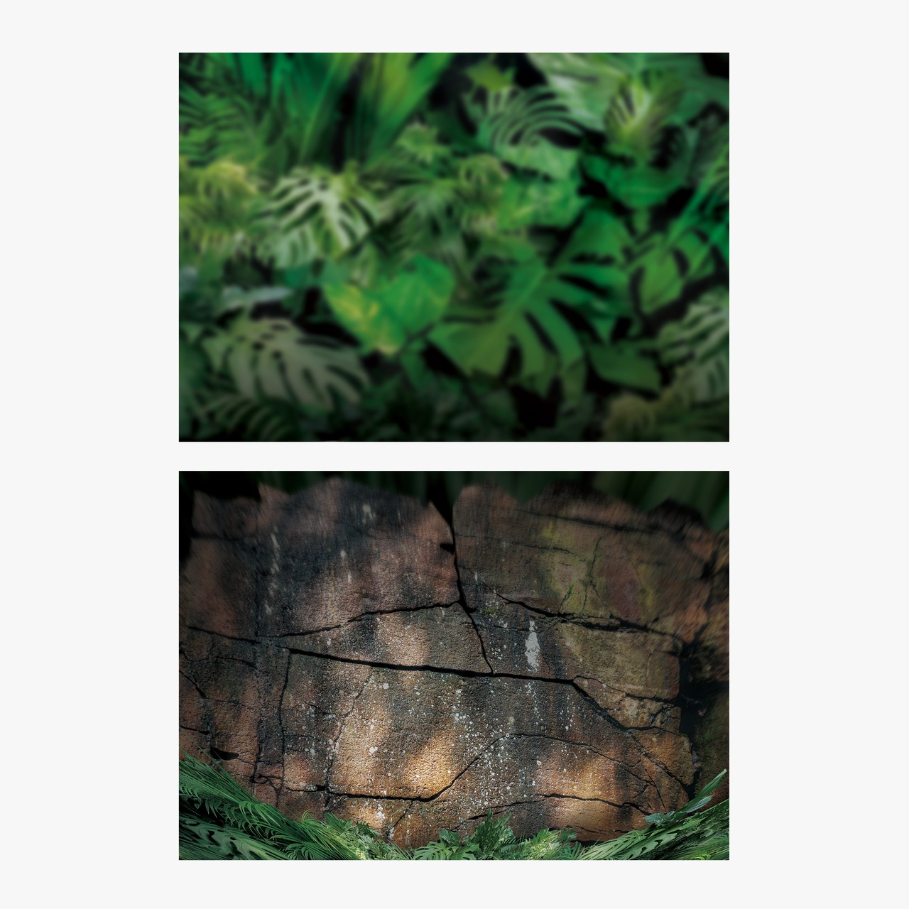 トロピカルジャングル