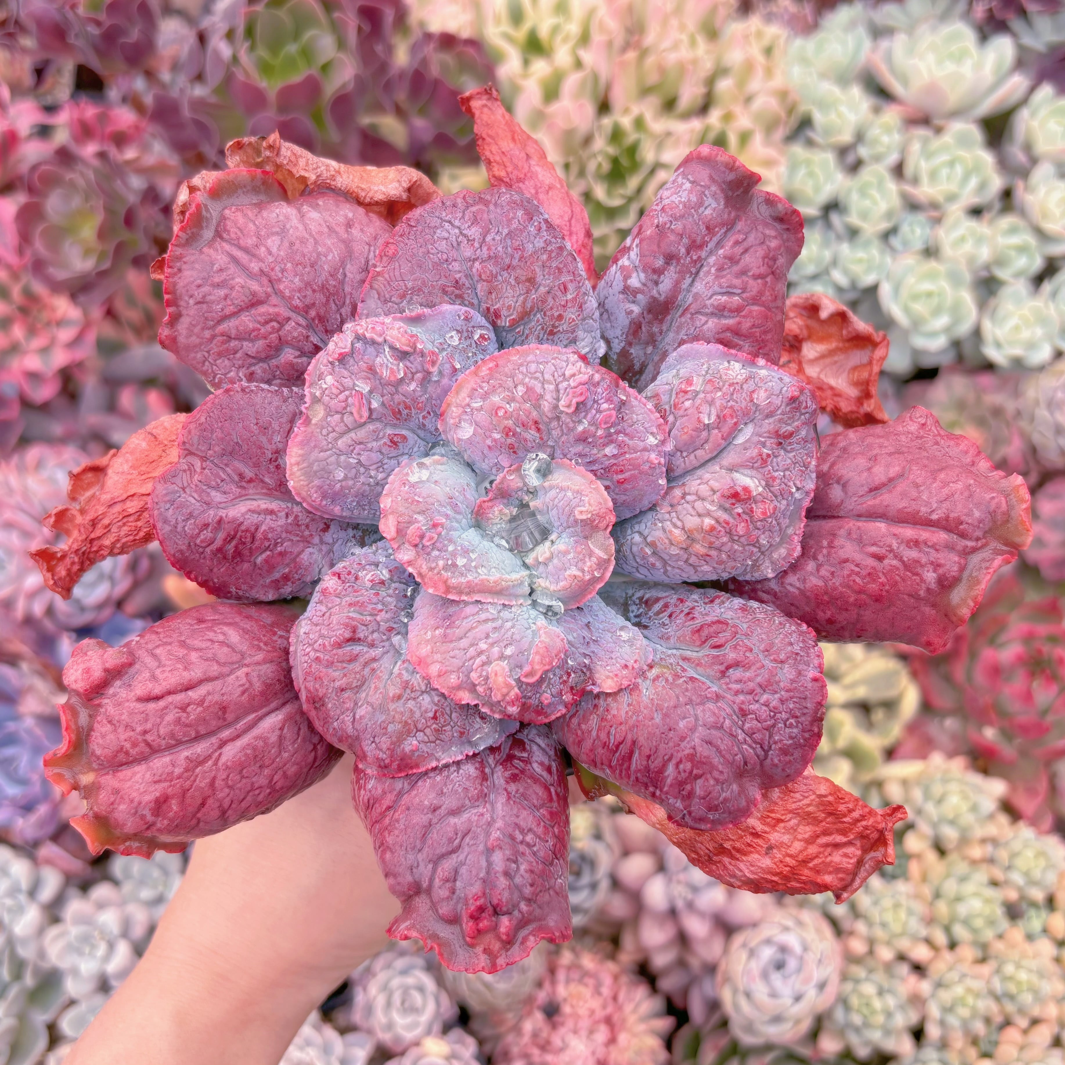 現品　Baron Bold#1008　るる農園