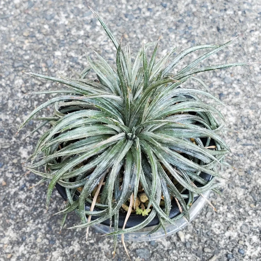 Dyckia（ディッキア） | レアプランツ通販サイトPlants Maniax