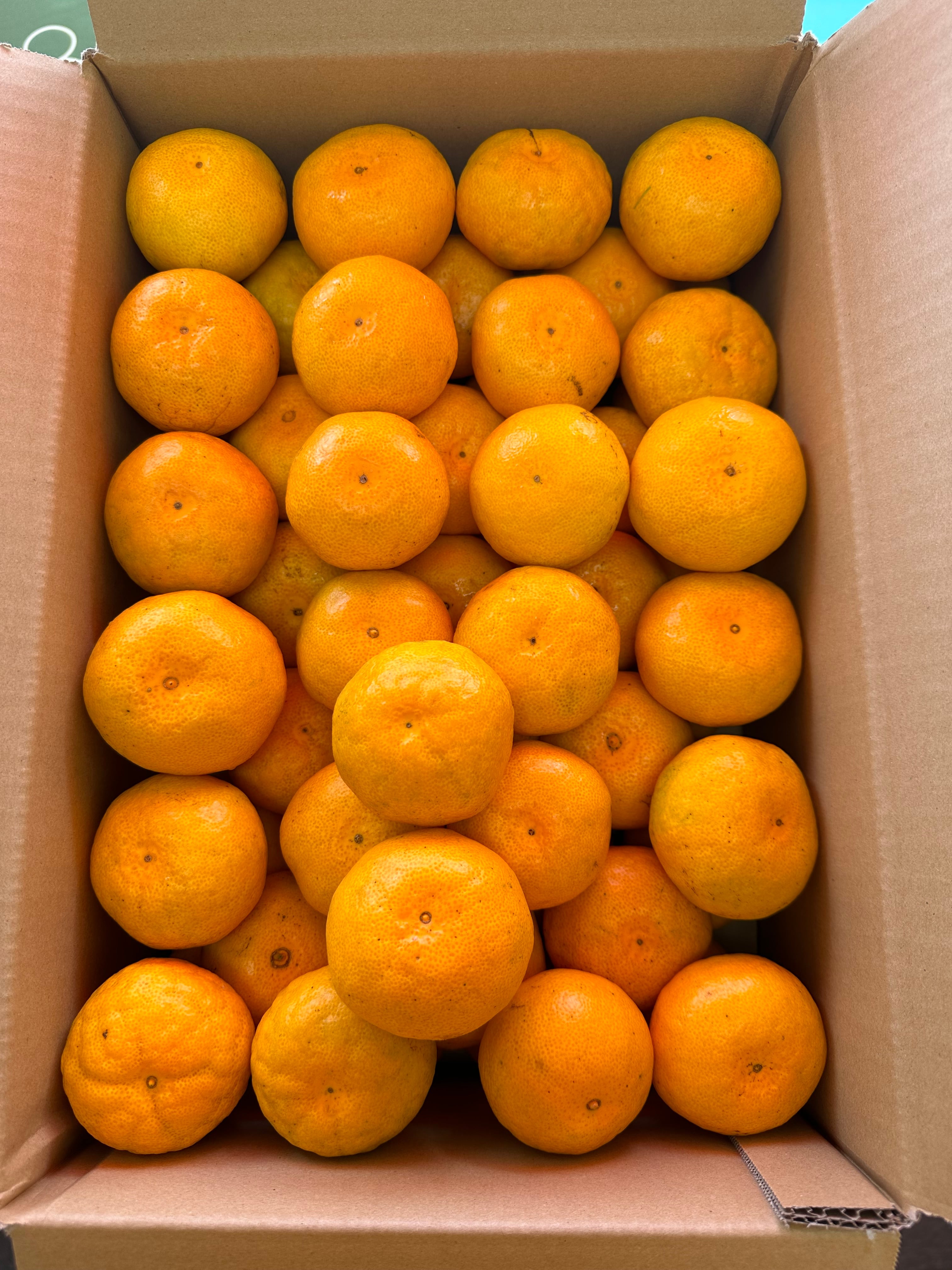 マルチ栽培　極早生(ごくわせ)温州みかん　Sサイズ　5kg