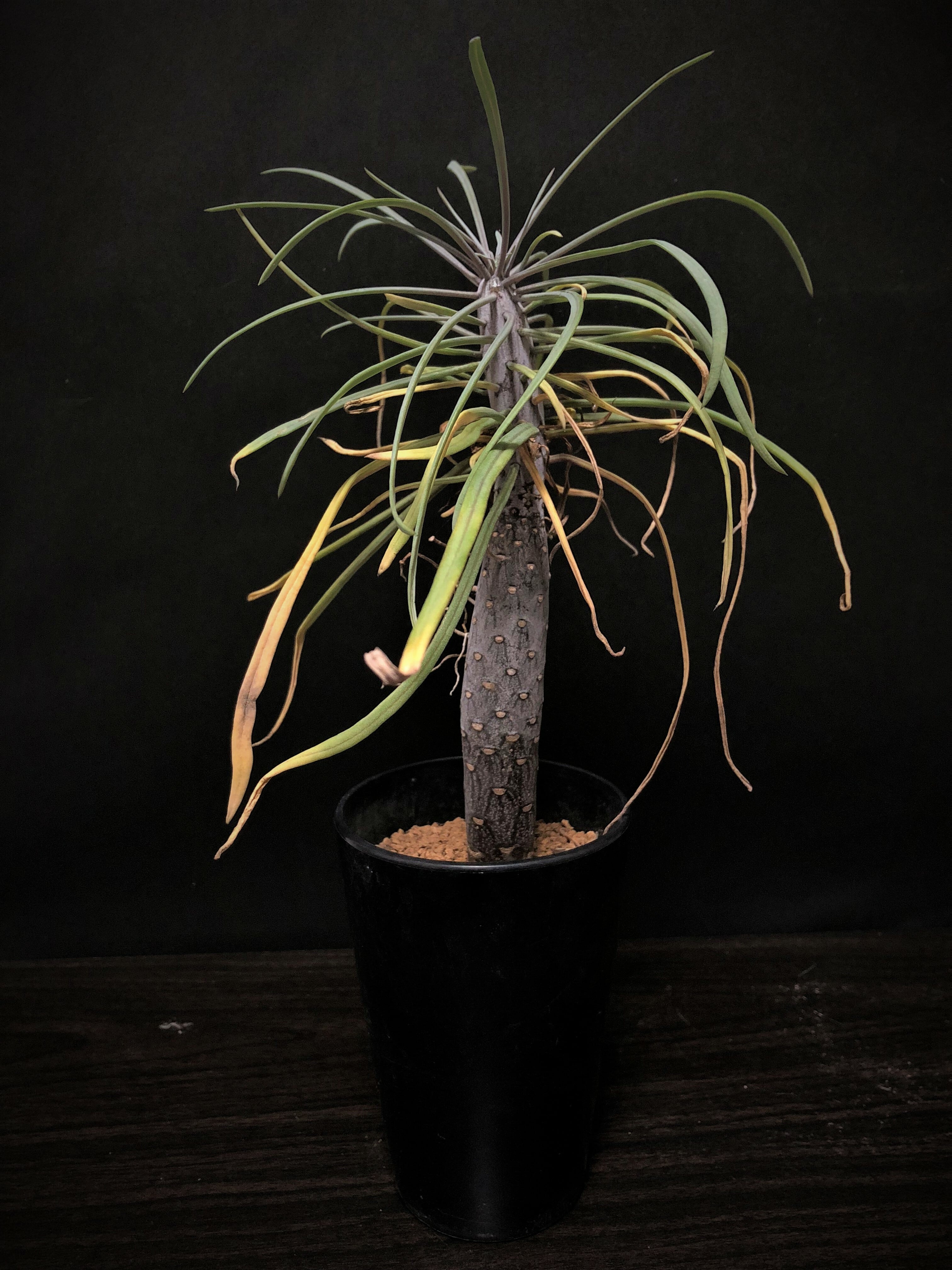 Senecio kleinia セネシオ・クレイニア ”モンキーツリー” | plants