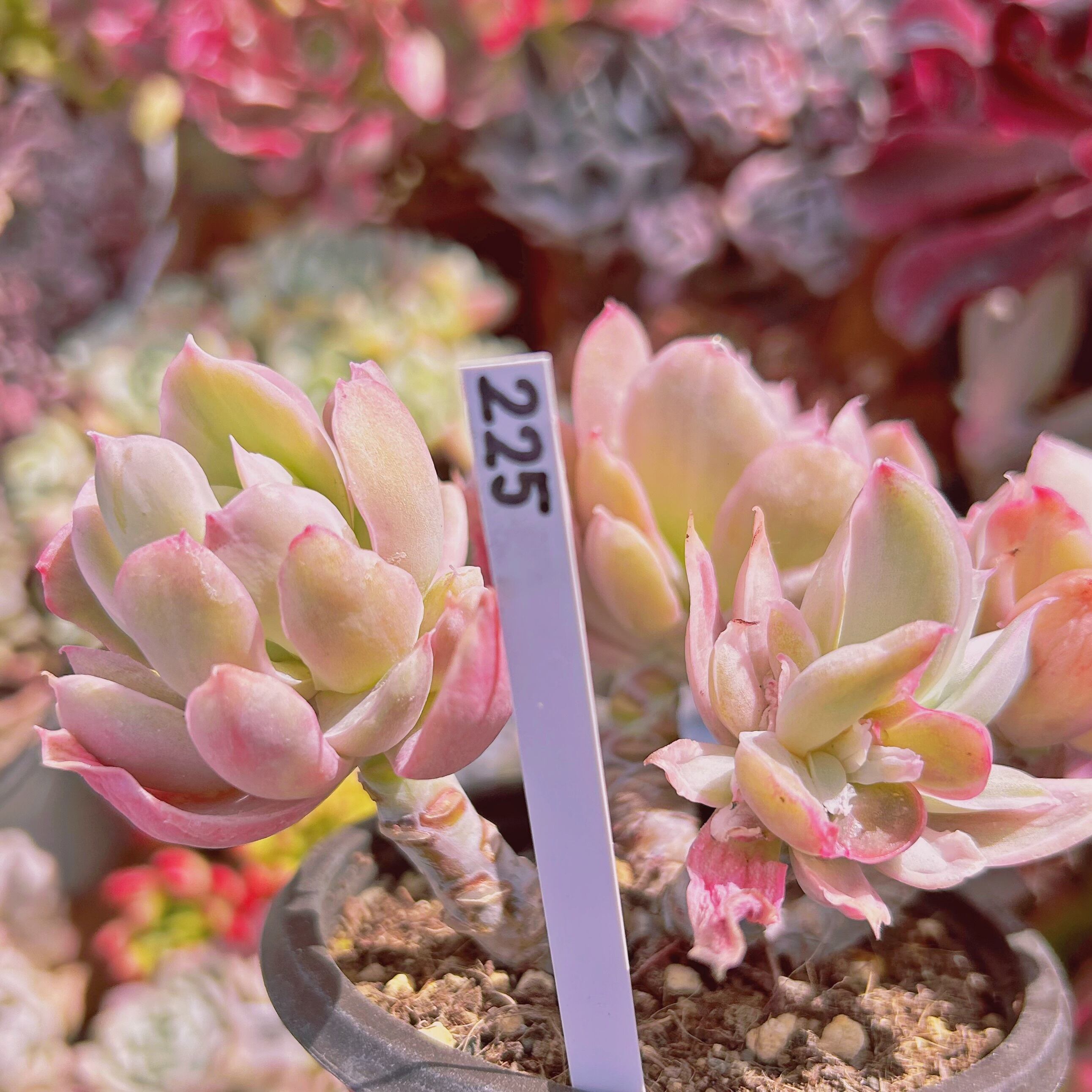 225現物 多肉植物 ルエラ錦 特大 抜き苗 | るる農園~多肉植物専門