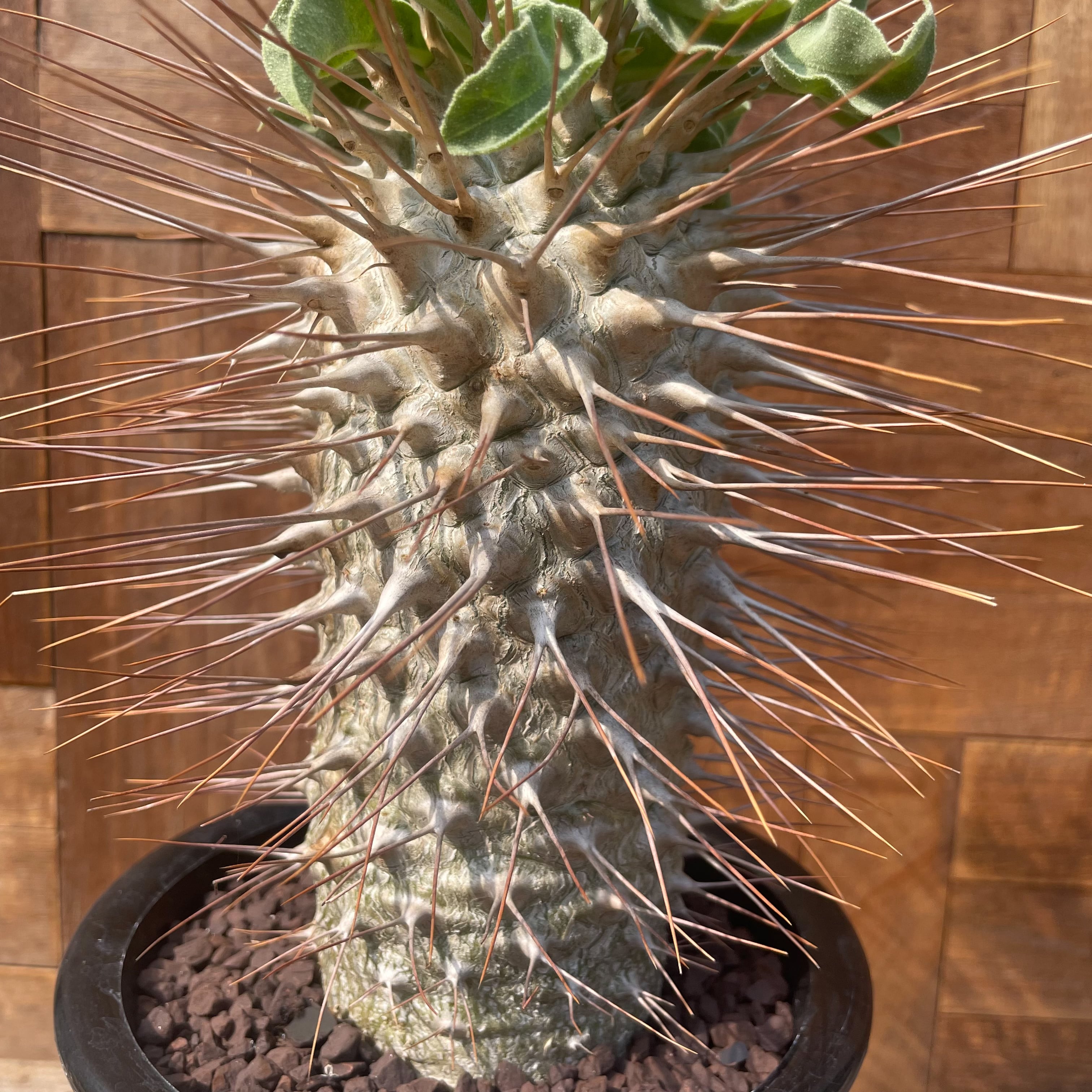 Pachypodium namaquanum【パキポディウム・ナマクアナム・光堂 