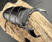 【WD】《スマトラオオヒラタ ベンクール産 96mm ペア》