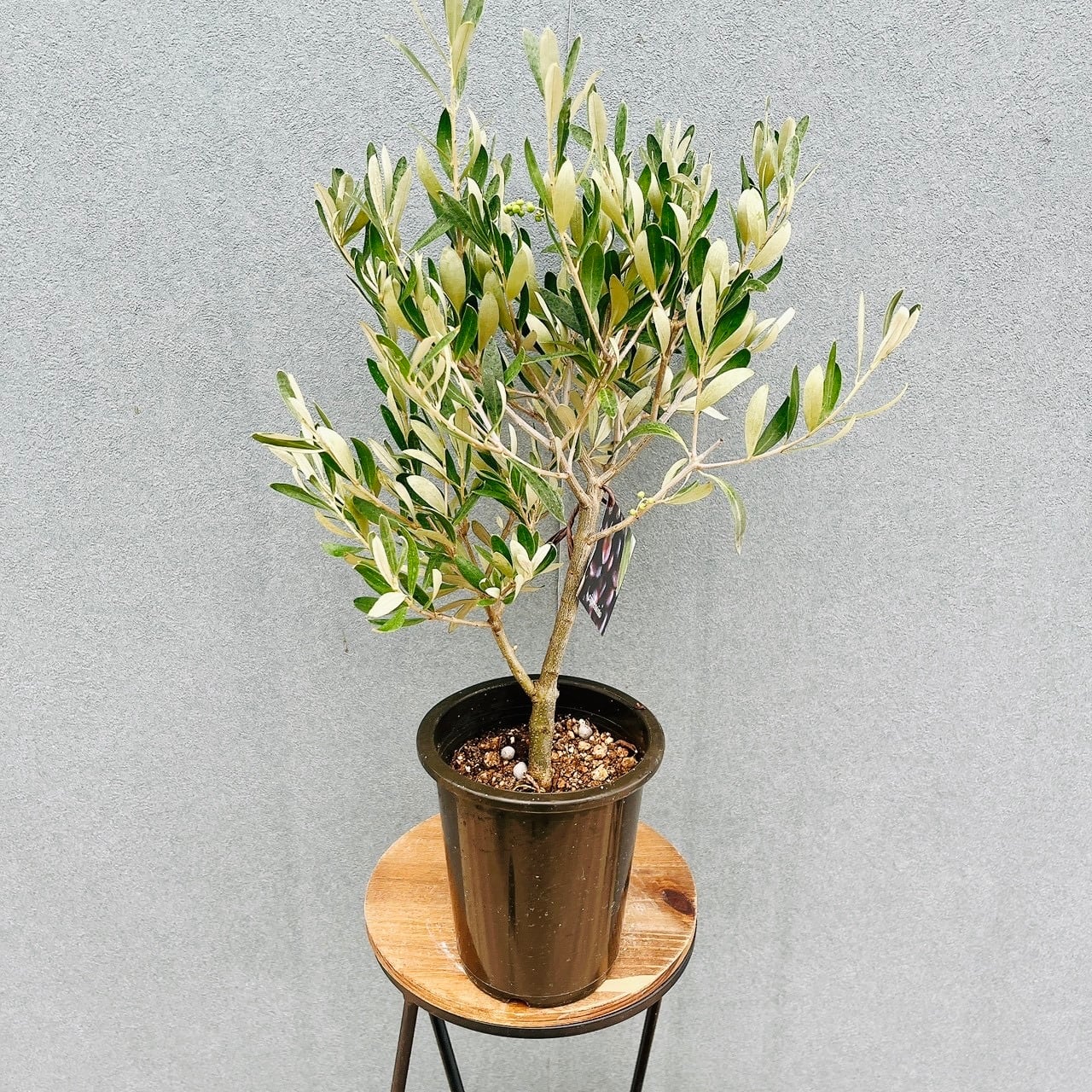 現品］【希少】☆おすすめ☆ 41番 ファグラエア ベルテロアナ