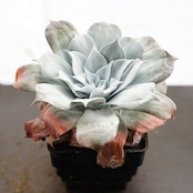 【PREMIUM】抜き苗 プルベルレンタ 超大株 Dudleya pulverulenta