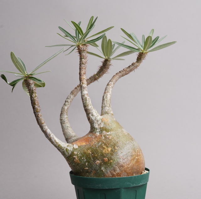 パキポディウム グラキリス no.11〈発根済み〉