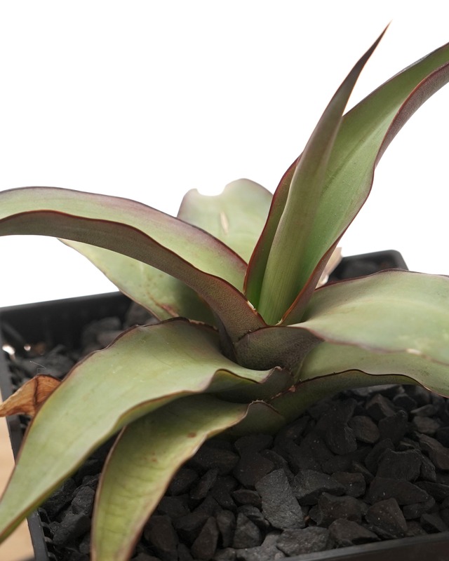 【PREMIUM】 【鉢付き】 チャザロイ 長期LED育成株 Agave chazaroi