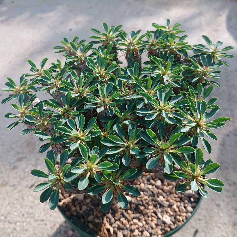 ユーフォルビア ギラウミニアナ EUPHORBIA GIILLAUMINIANA | 多肉植物