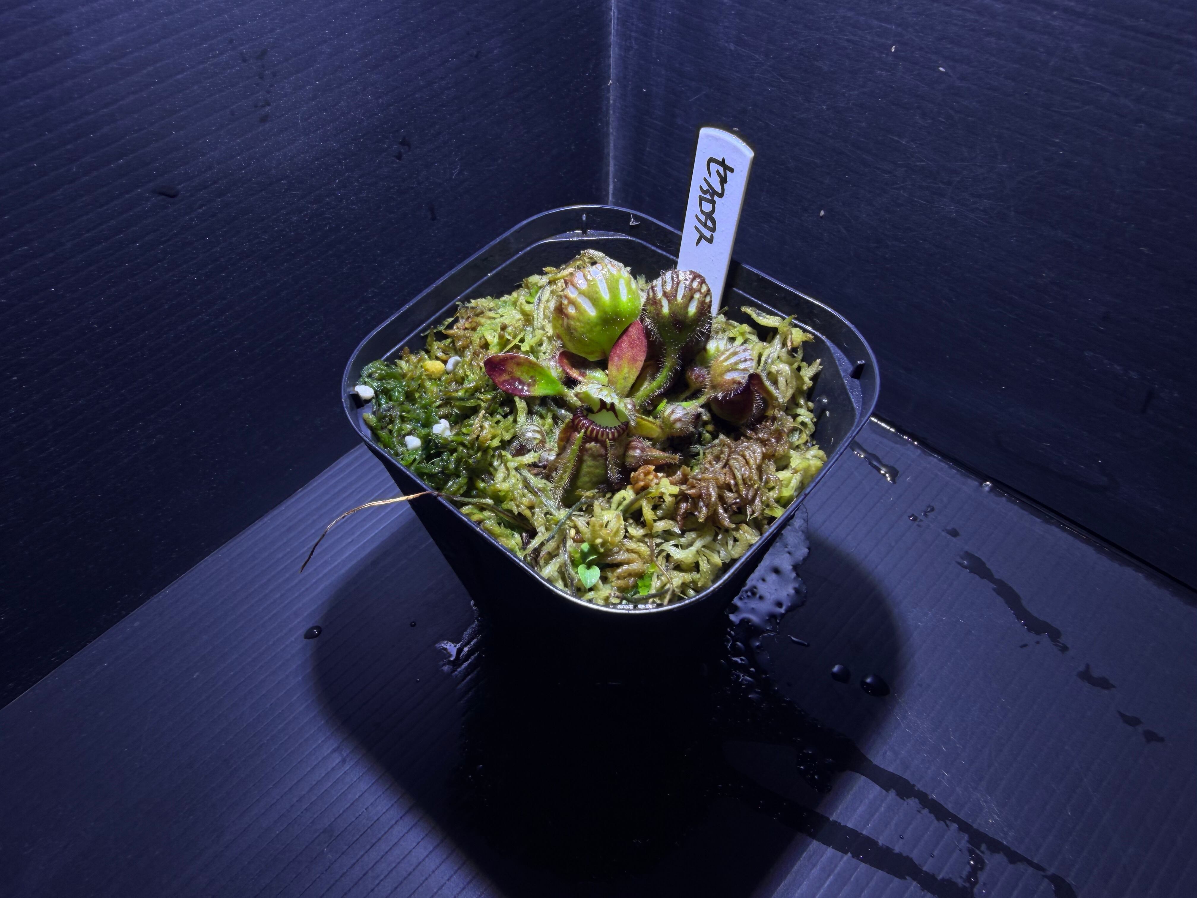 Biokimia(バイオキミア) ミズゴケ 5A ニュージーランド産 150g | AquaFocus