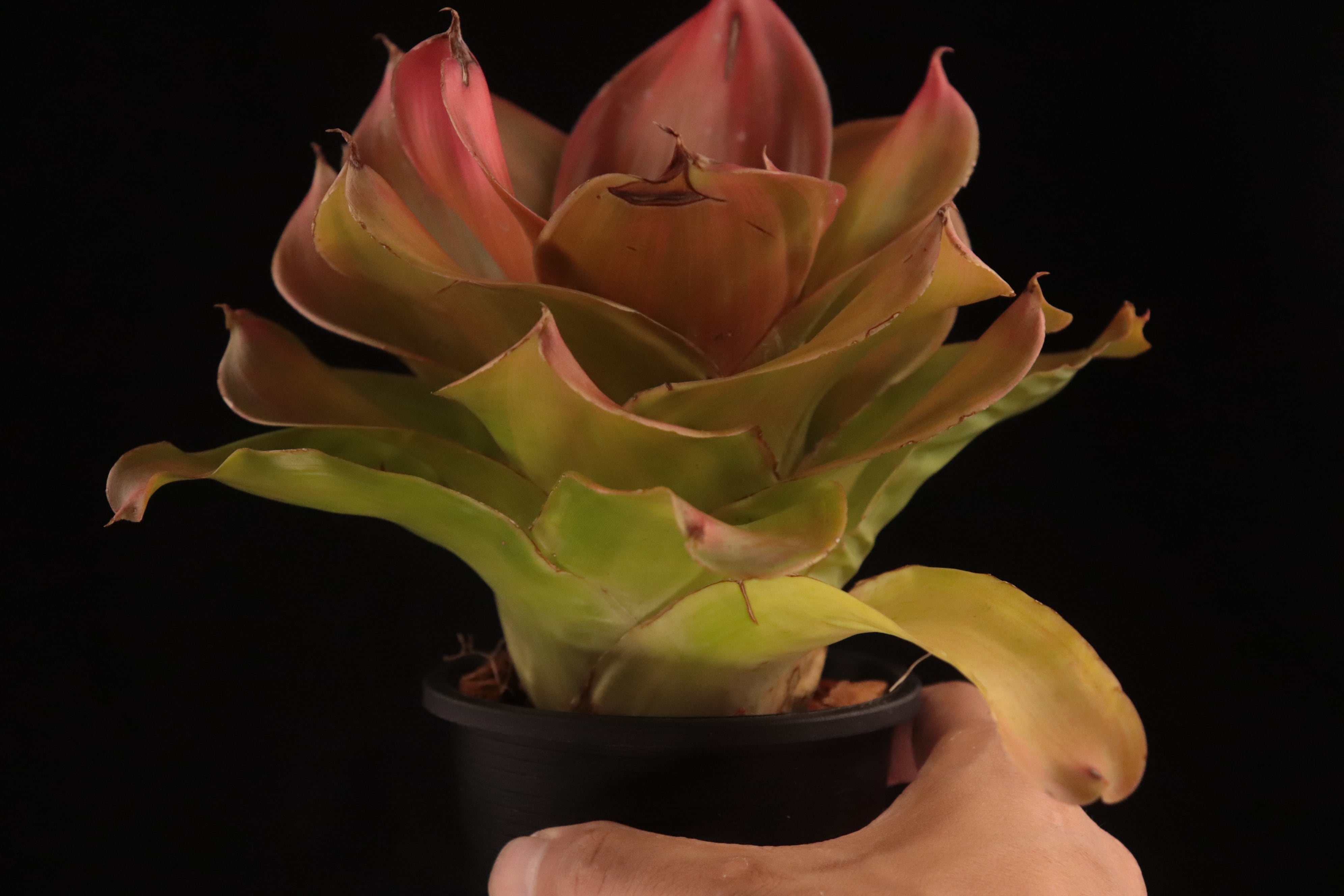 送料無料】Neoregelia 'Medusa Spineless' x 'Pink Debbie