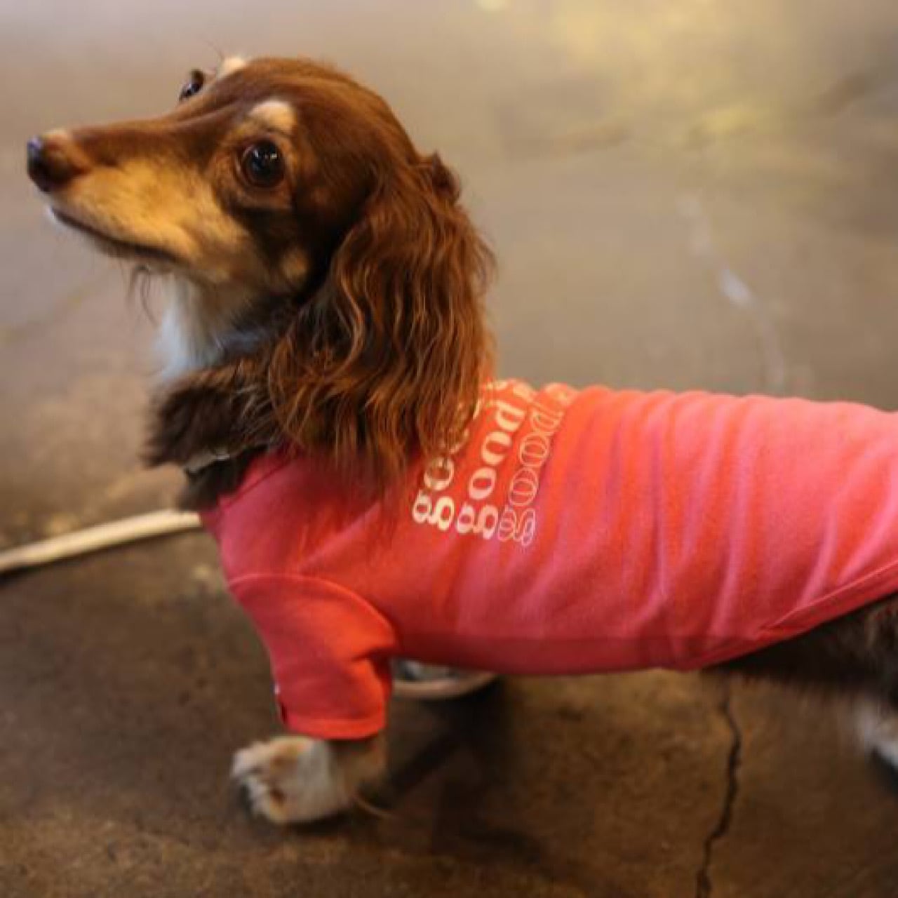 3点おまとめ未使用 ラムピノクチュール good girl Tシャツ 犬服 未使用 ラムピノクチュール good girl Tシャツ 犬服 ダックス - メルカリ