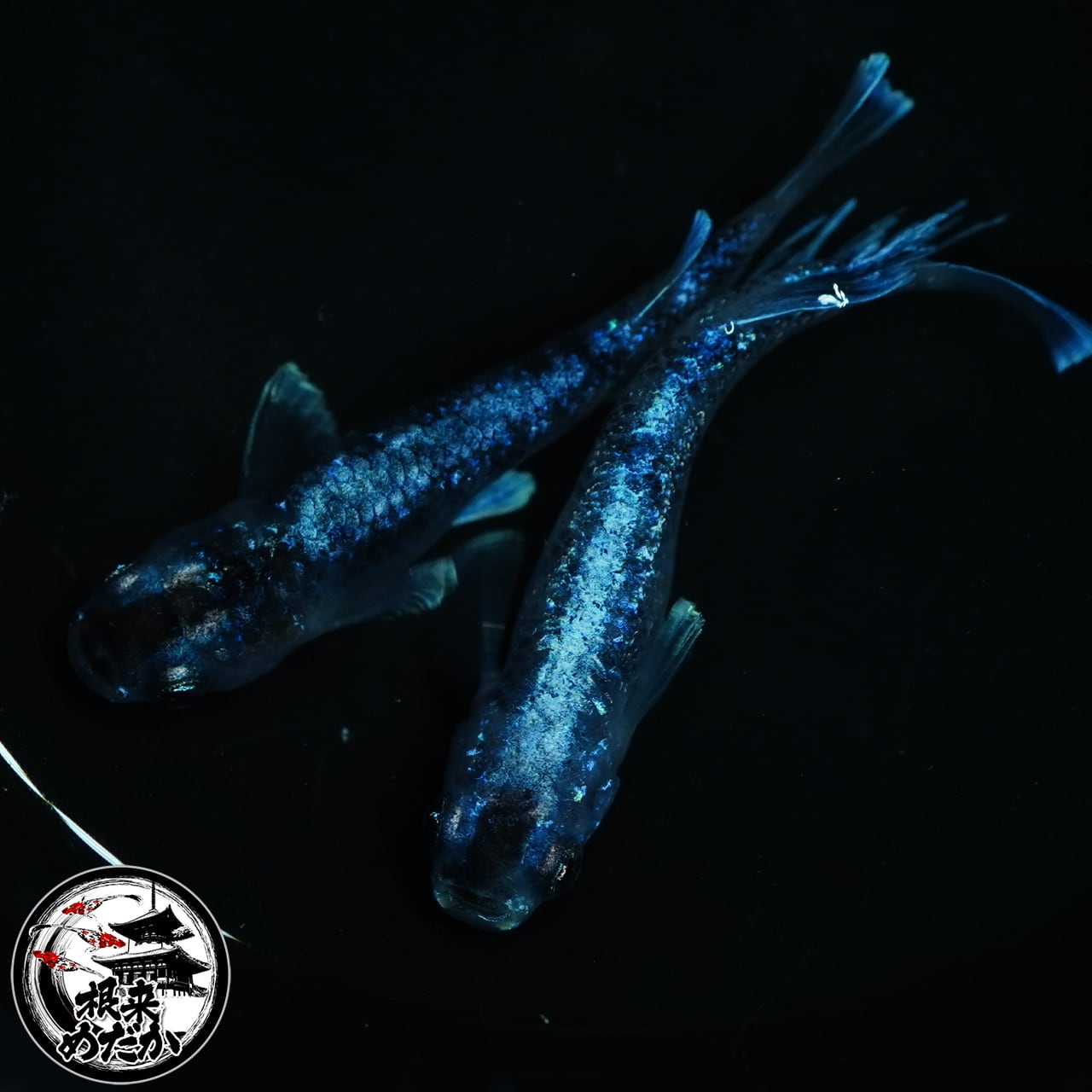 【1ペア】ラムネブルーオレオ　１ペア　カズーメダカ様直系