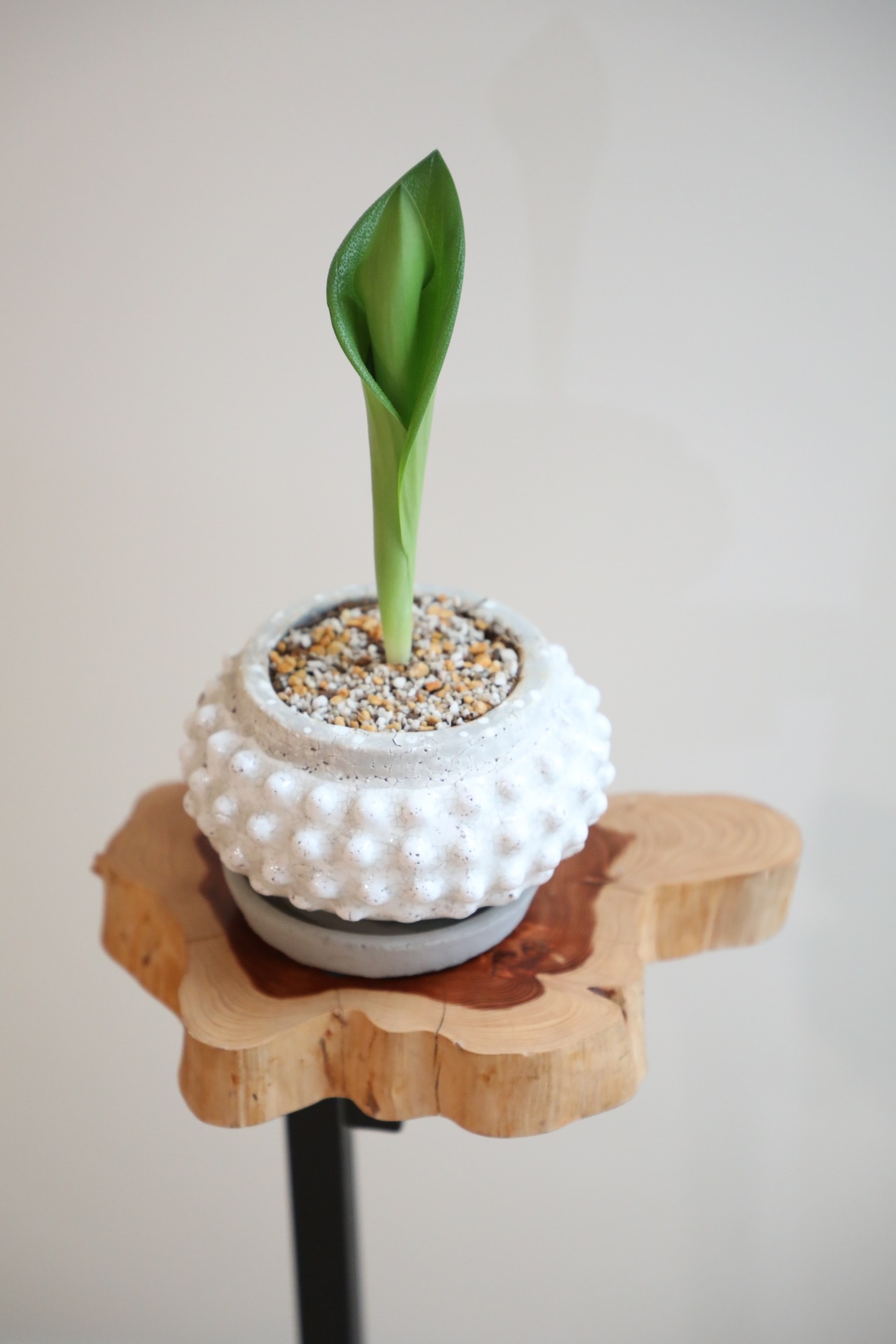 【S】マッソニア ハイブリッド/Massonia　※陶器鉢付き