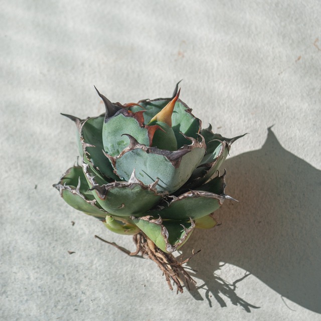 【初売り!!】アガベ チタノタ ブラック&ブルー No.3