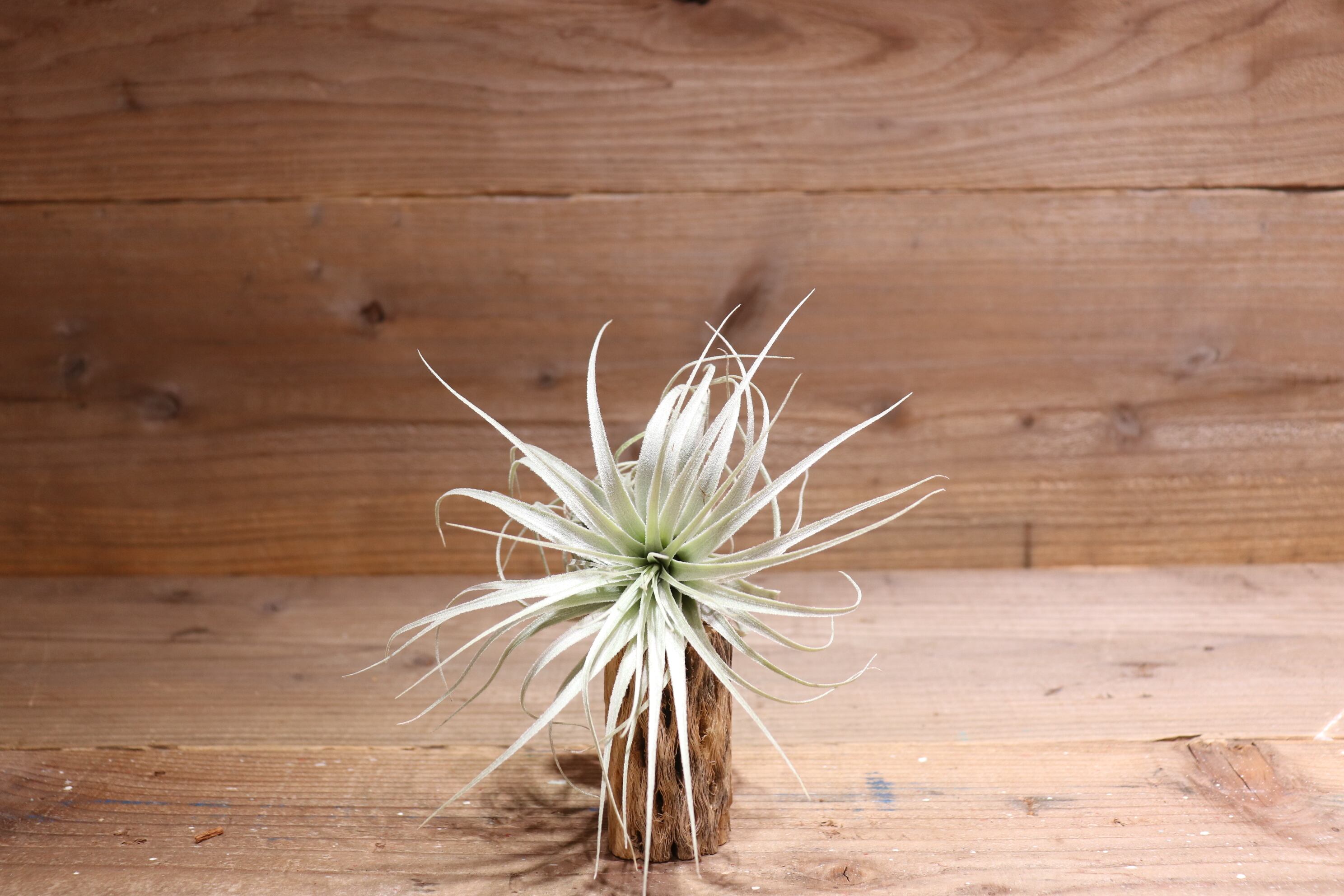 送料無料】chapeuensis var. turriformis〔エアプランツ〕現品発送