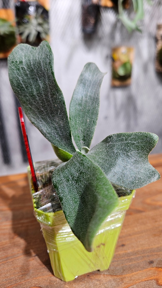P. Black Wing Pup 【artPLANTs/PLANTS GARAGE 】ビカクシダ#Platycerium