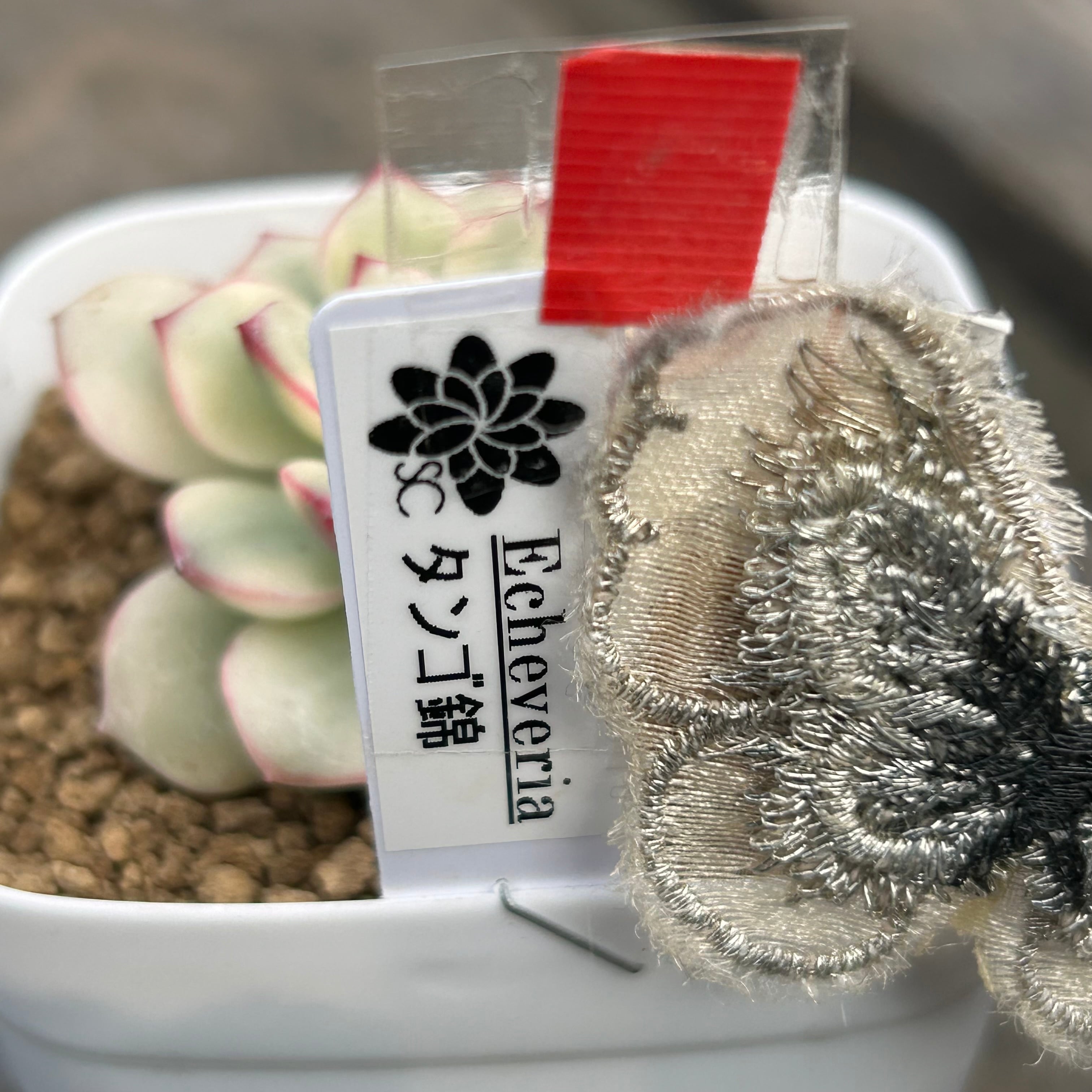 T)タンゴ錦 | RuPo 多肉植物専門店