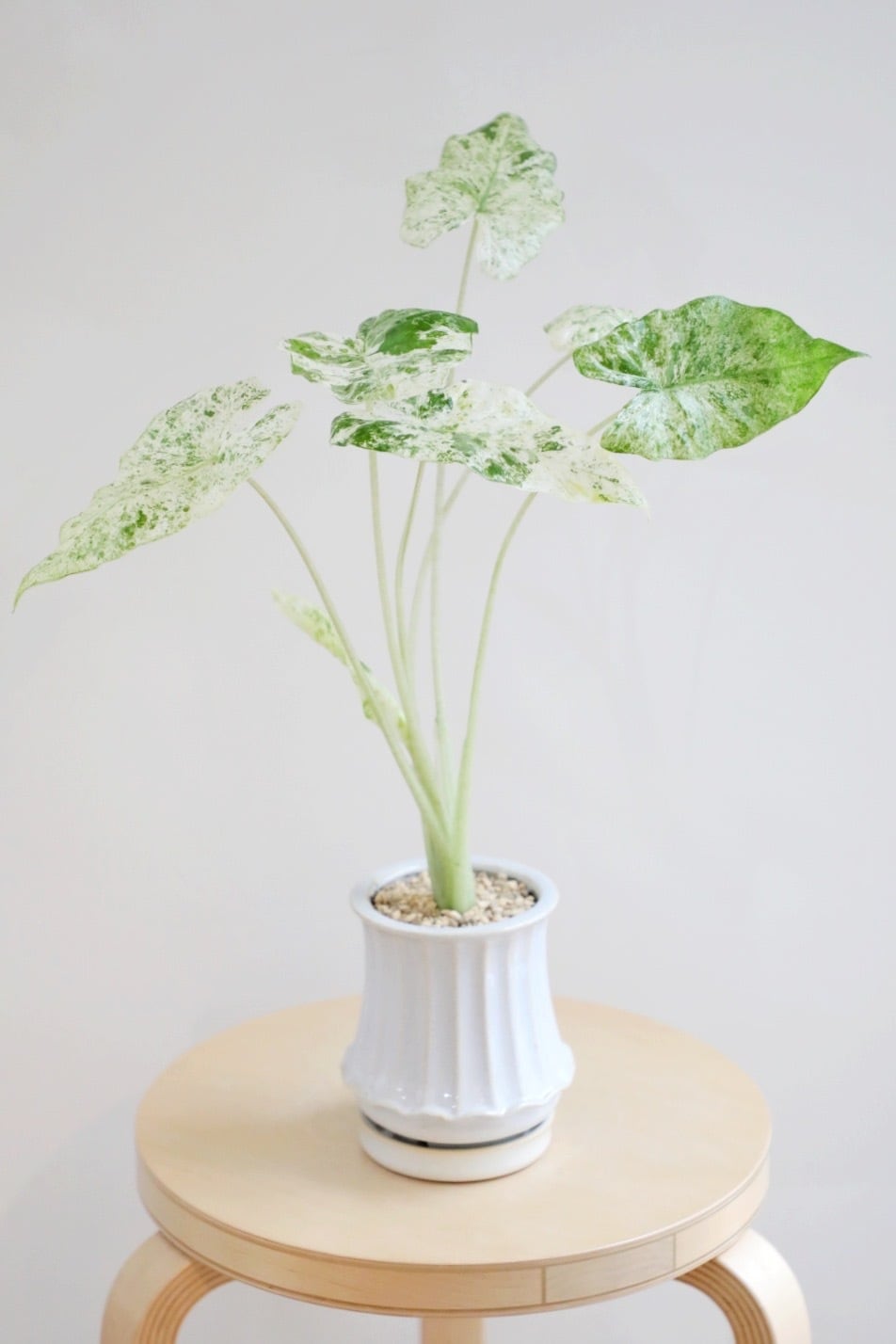 M】アロカシア マクロリザ カモフラージュ/Alocasia | 【厳選植物・器