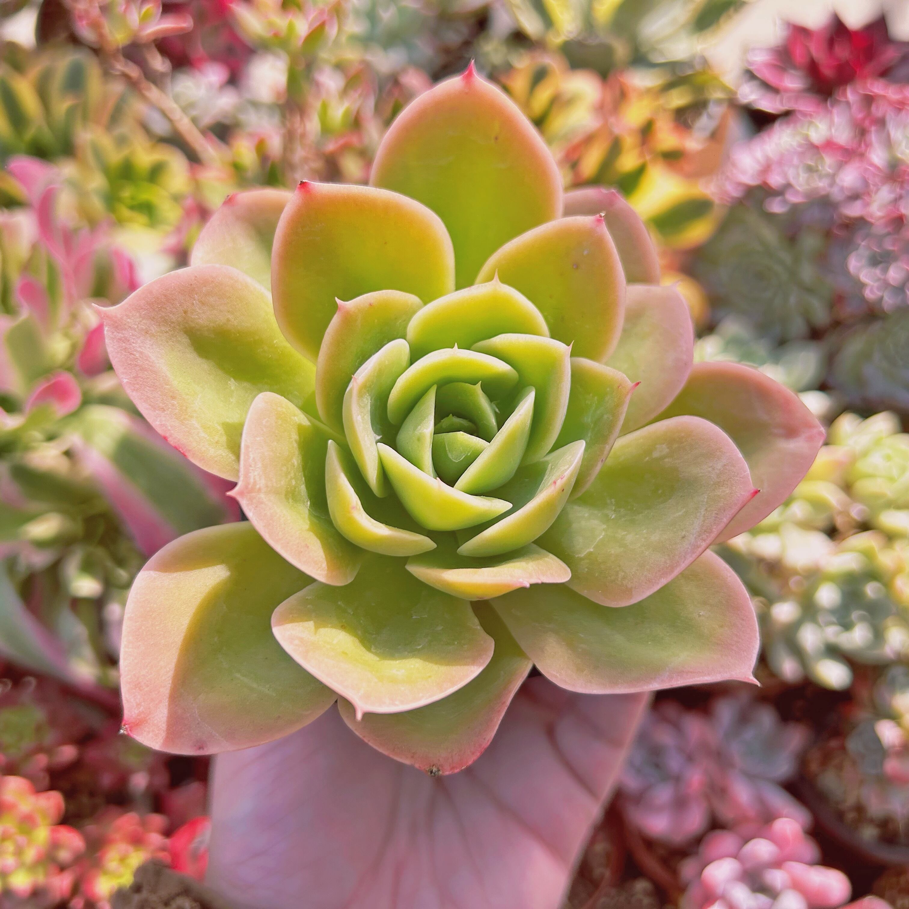 現物　多肉植物　スターウィング　傷あり　特大　抜き苗