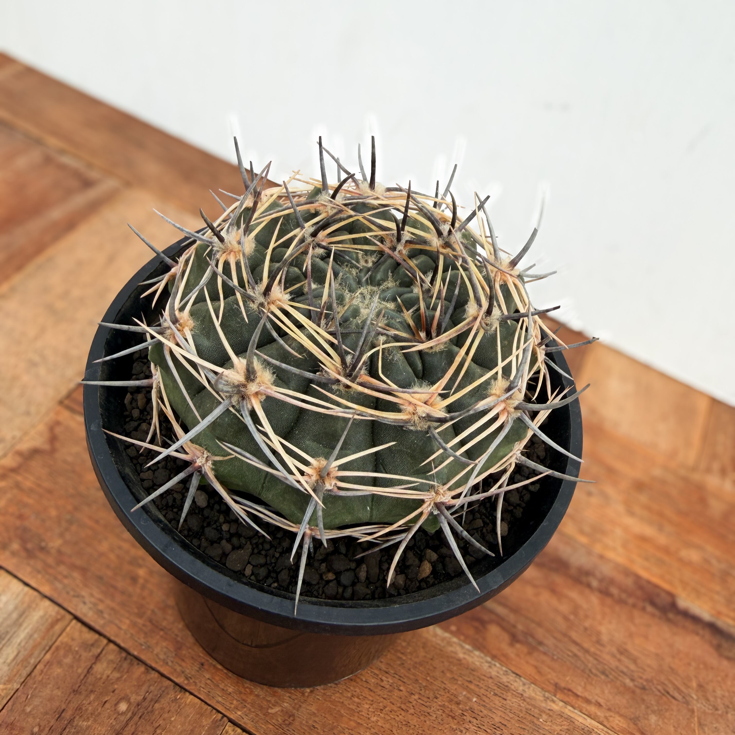 Gymnocalycium bicolor【ギムノカリキウム・ビカラー】 | RIMO'S GREEN