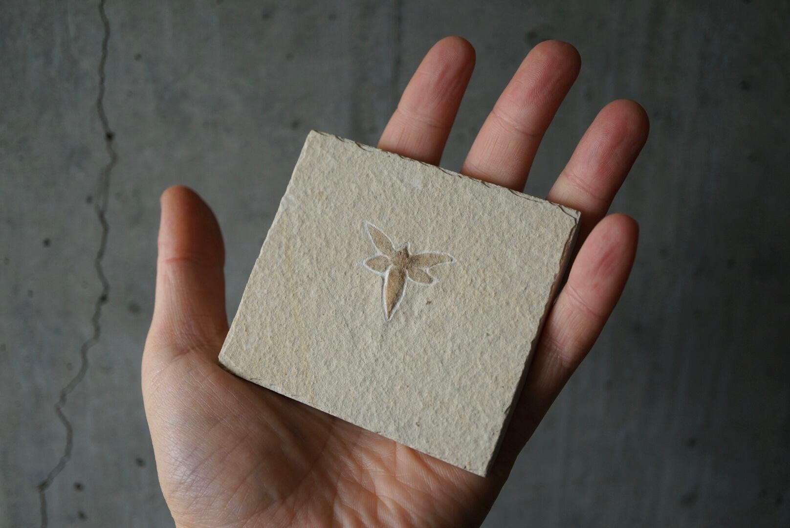 昆虫化石 美麗 ゾルンホーフェン産 本物保証 【公式通販】