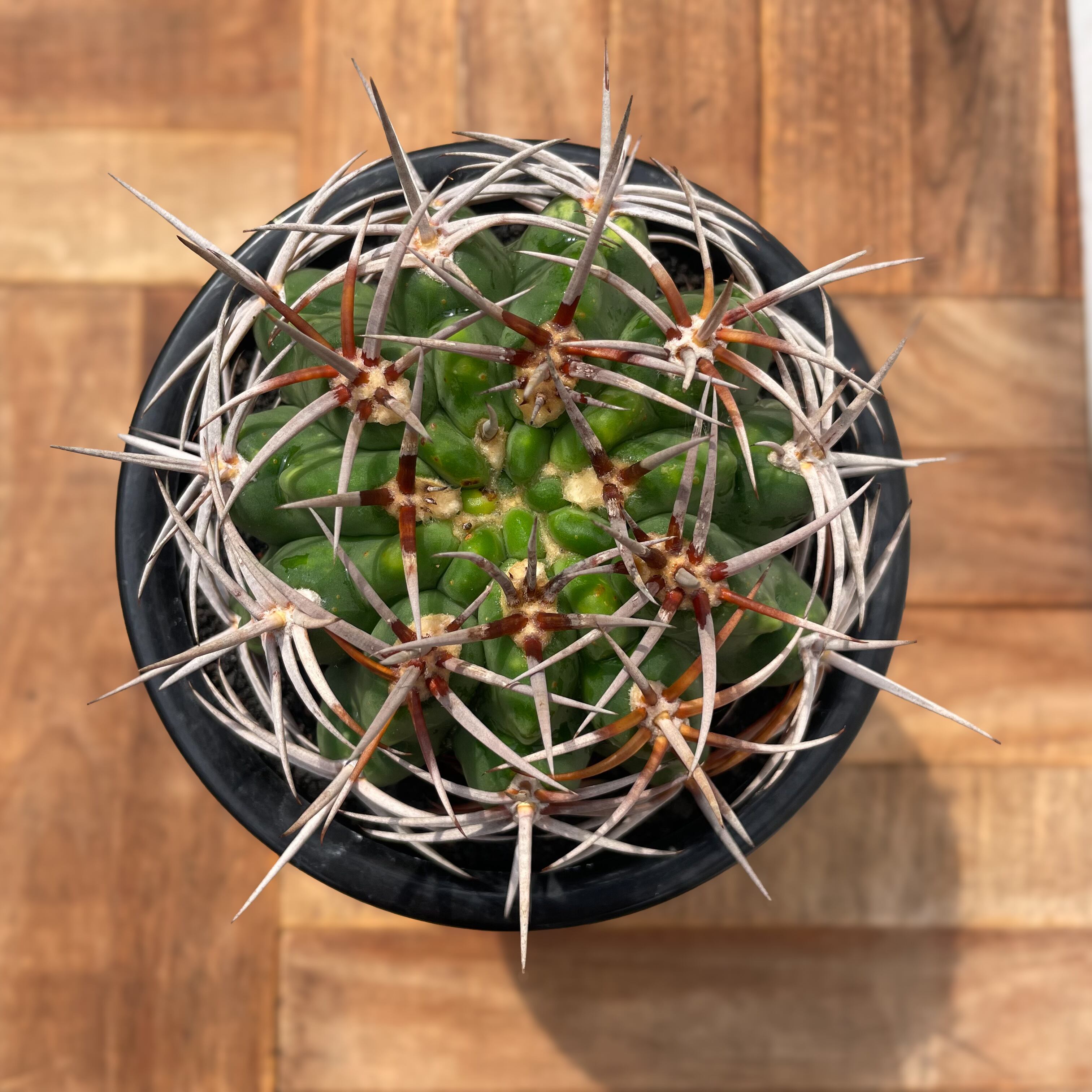 フェロシオール錦 3cm 接 26cm 我が家のギムノカリキウム・フェロシオールと進化の仮説 - Cichlid node